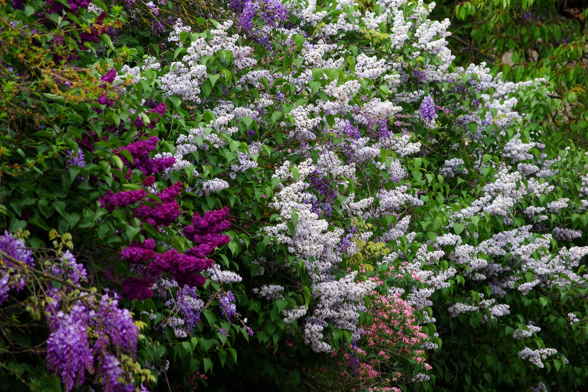 greens, different, flowers, lilac, bush, bloom, flowering Full HD