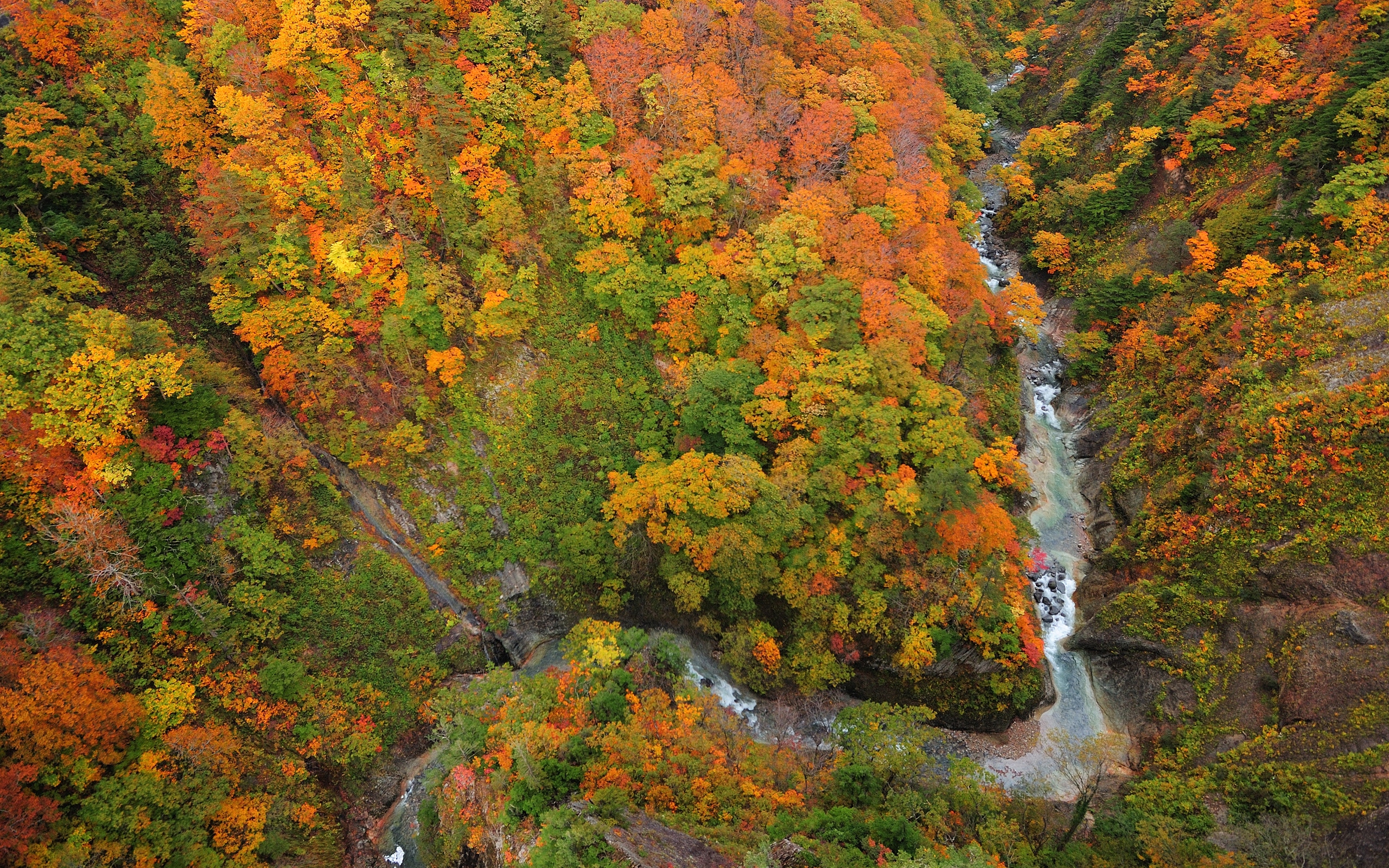 PCデスクトップに川, 木, 秋, 森, 地球画像を無料でダウンロード