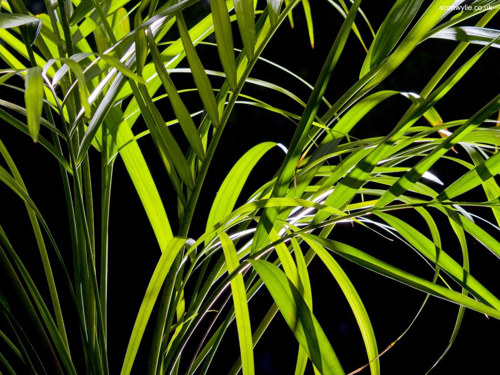 Download mobile wallpaper Grass, Leaves, Nature, Night for free.