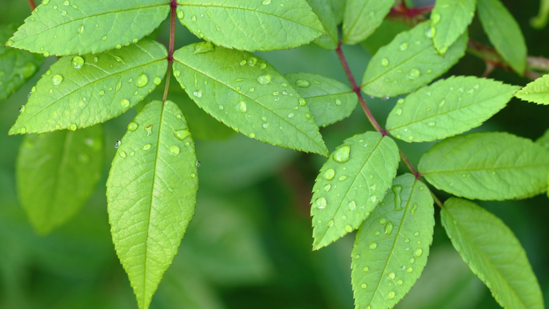 Téléchargez gratuitement l'image Feuille, La Nature, Terre/nature sur le bureau de votre PC