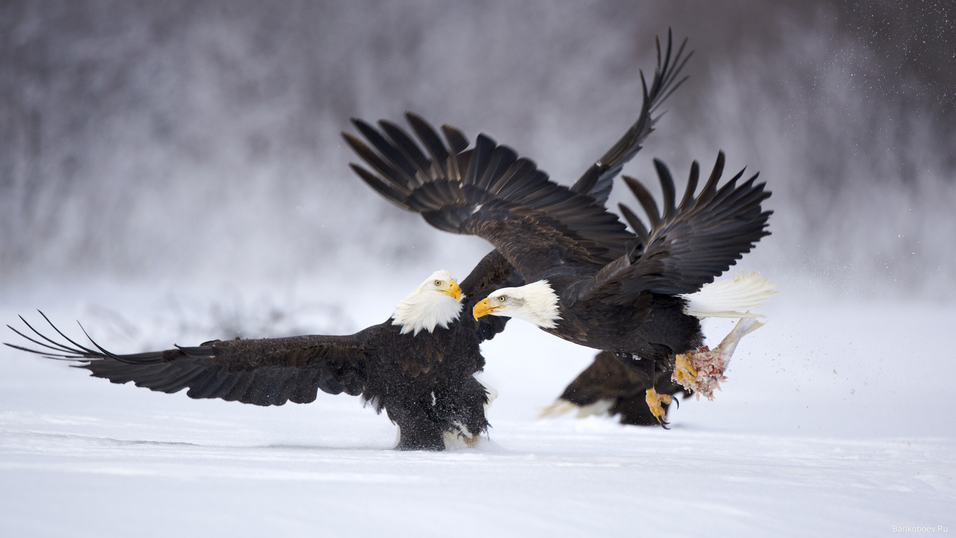 Download mobile wallpaper Snow, Bird, Animal, Eagle for free.