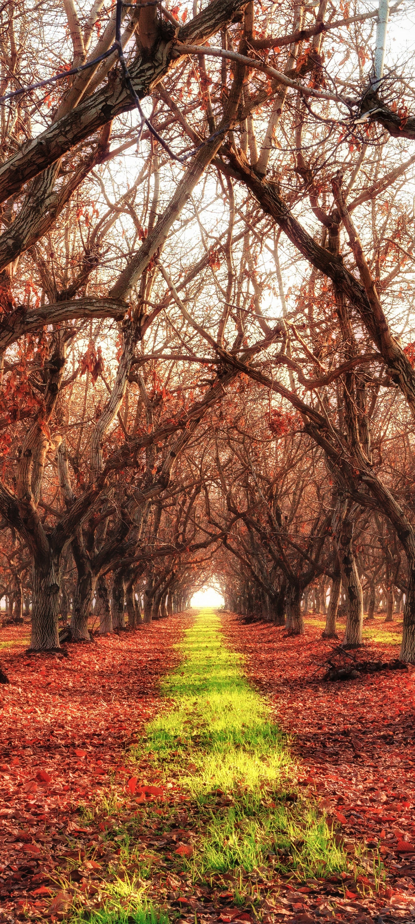 Download mobile wallpaper Forest, Fall, Earth, Path for free.