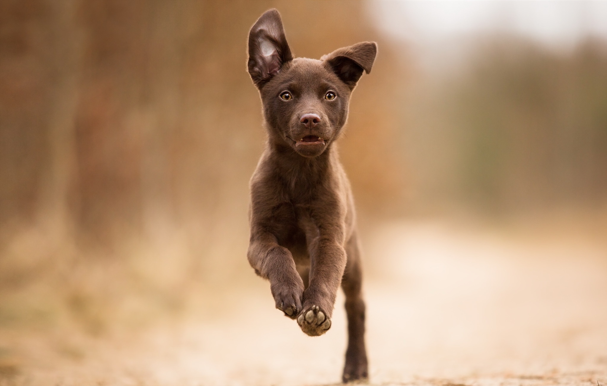 Free download wallpaper Dogs, Dog, Animal, Puppy, Bokeh, Cute, Kelpie on your PC desktop