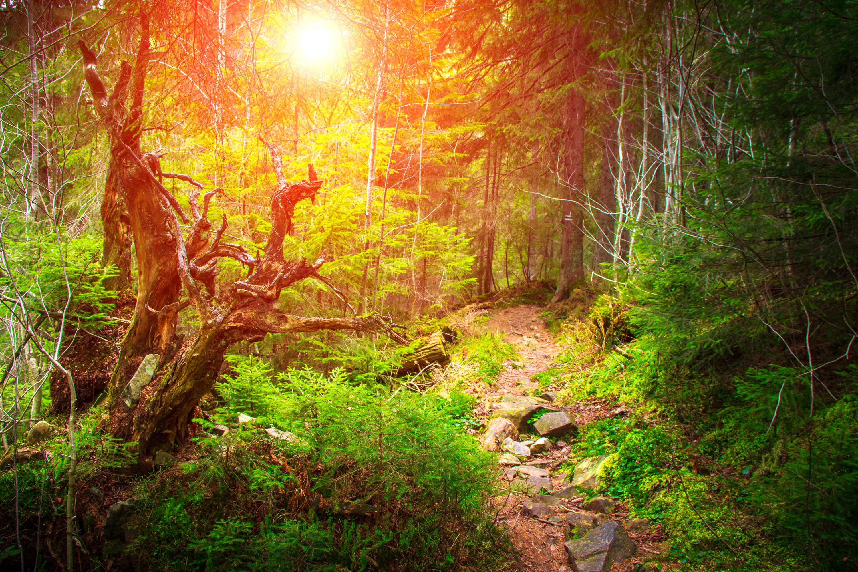 Free download wallpaper Nature, Sun, Forest, Earth, Path on your PC desktop