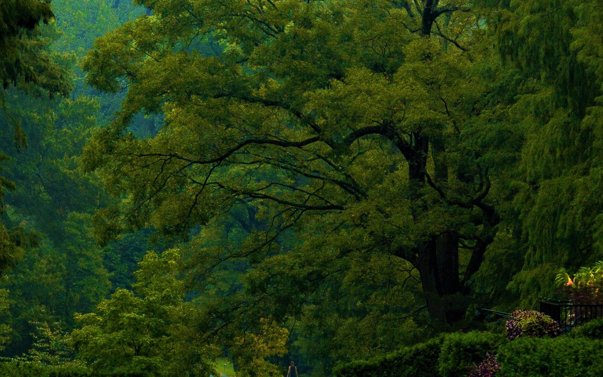 Скачать обои бесплатно Лес, Дерево, Земля, Зеленый, Земля/природа картинка на рабочий стол ПК