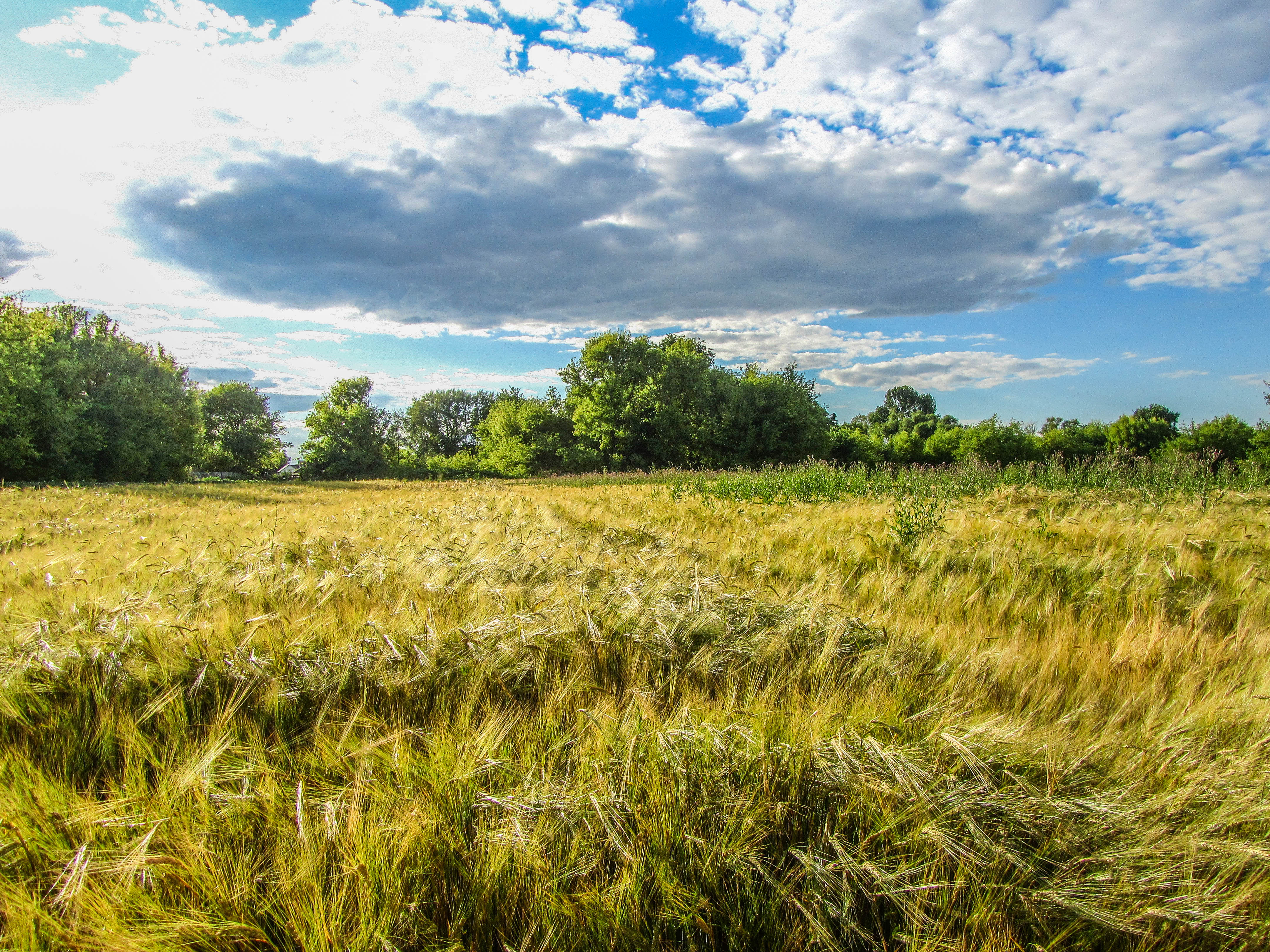 Handy-Wallpaper Feld, Erde/natur kostenlos herunterladen.