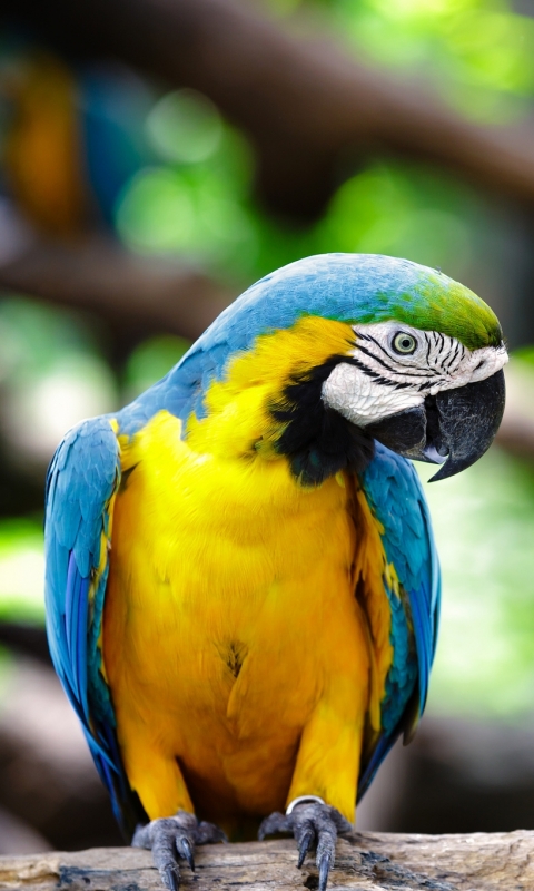 Descarga gratuita de fondo de pantalla para móvil de Animales, Aves, Guacamayo Azul Y Amarillo.