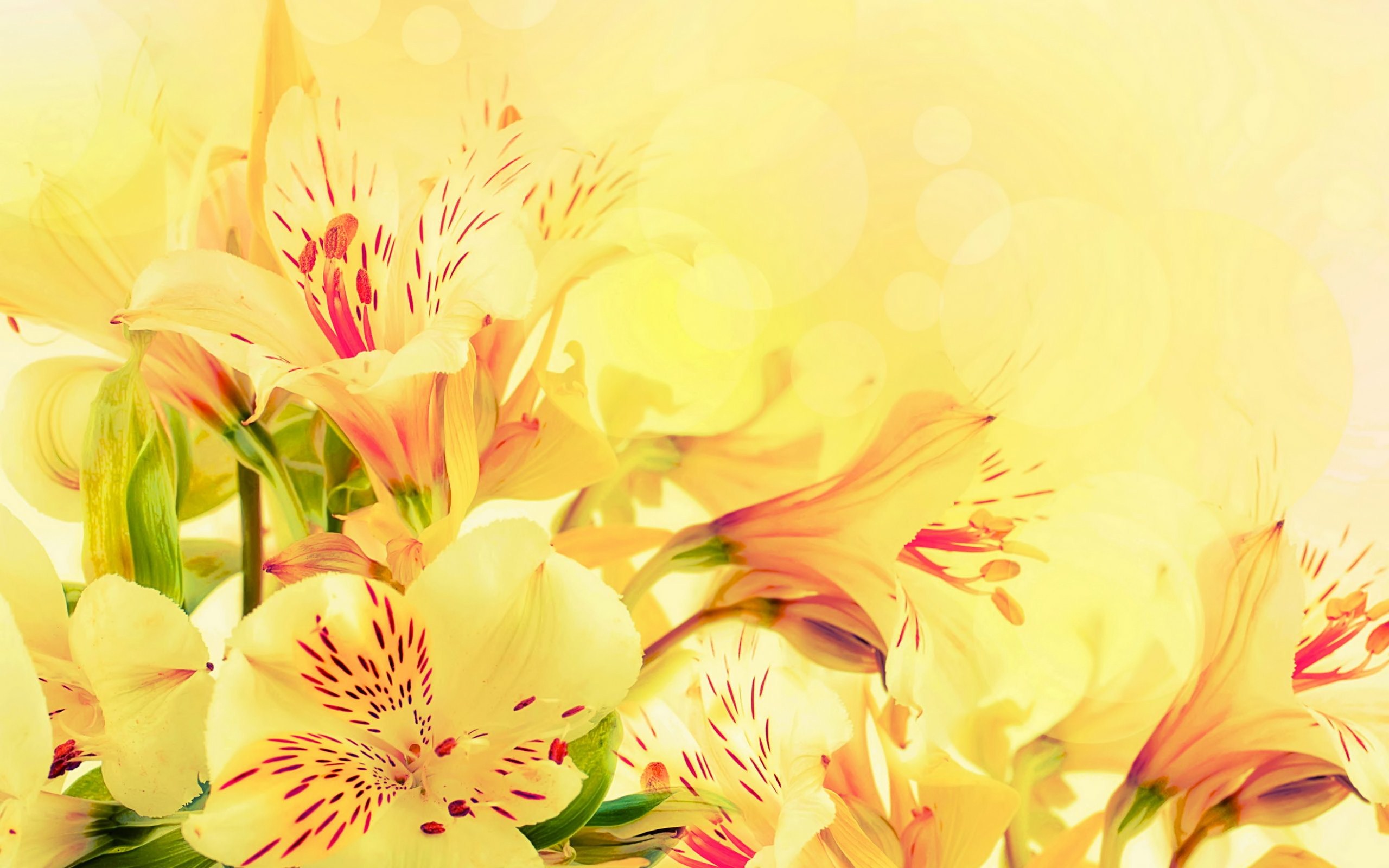 Download mobile wallpaper Flowers, Flower, Earth for free.