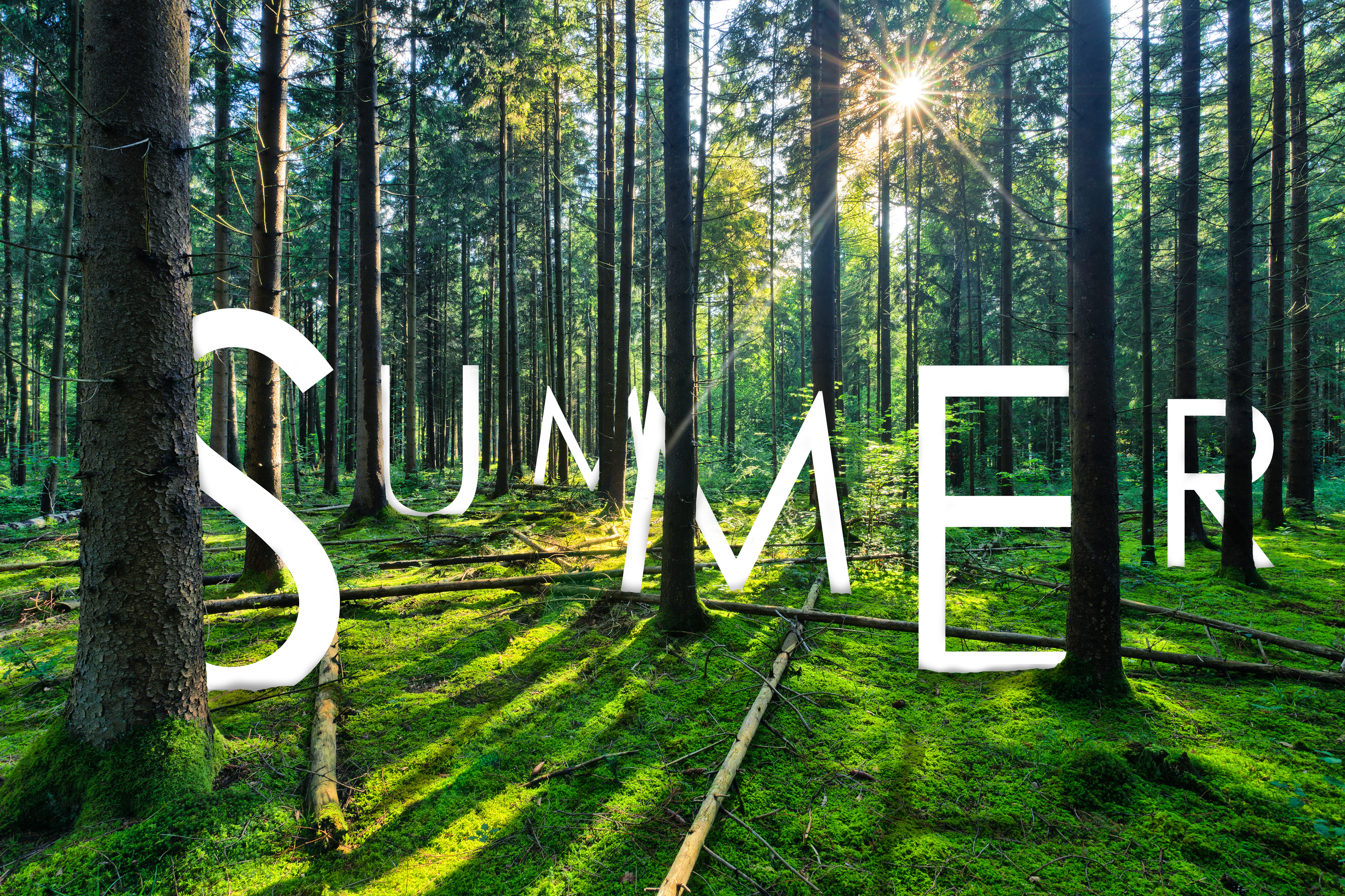 Download mobile wallpaper Summer, Forest, Tree, Photography, Season, Manipulation for free.