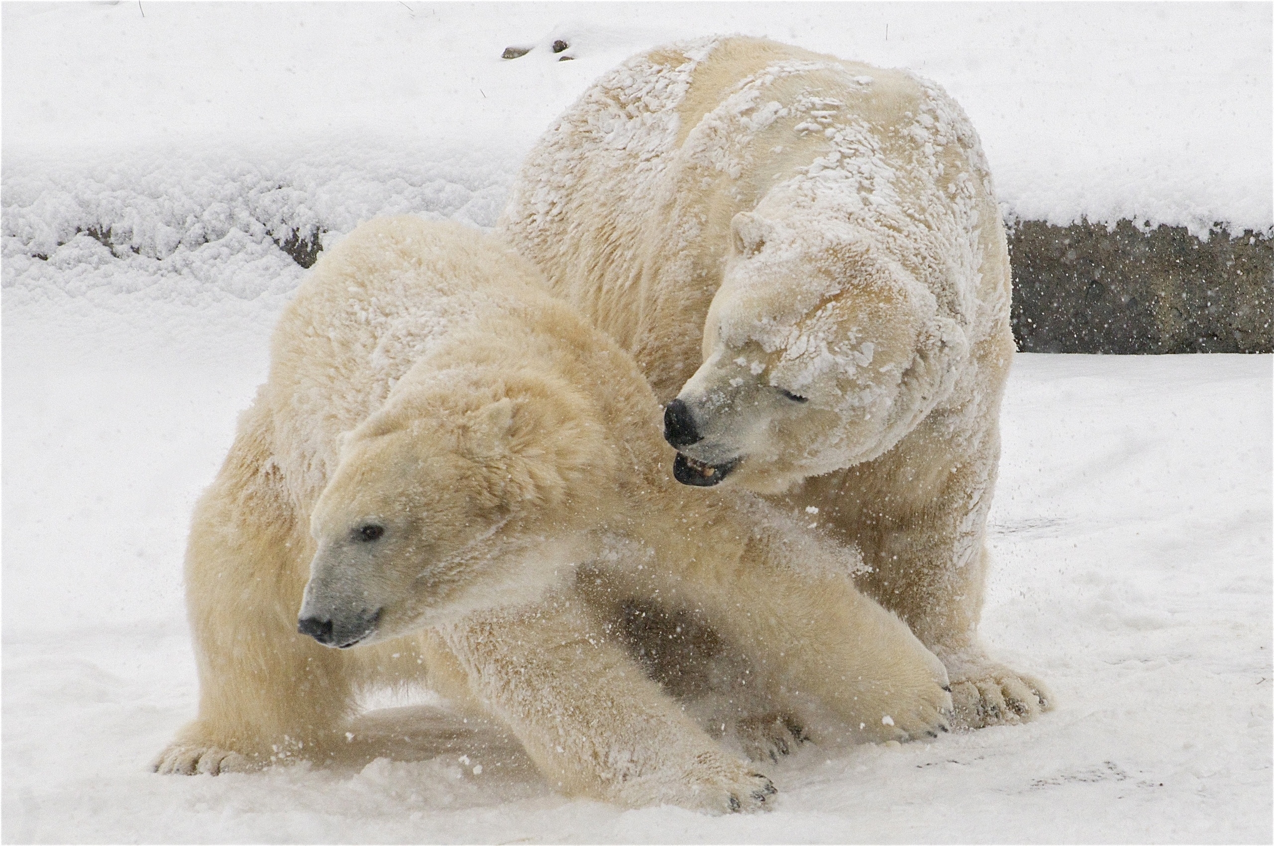 93952 завантажити картинку тварини, зима, сніг, ведмеді, білі ведмеді - шпалери і заставки безкоштовно