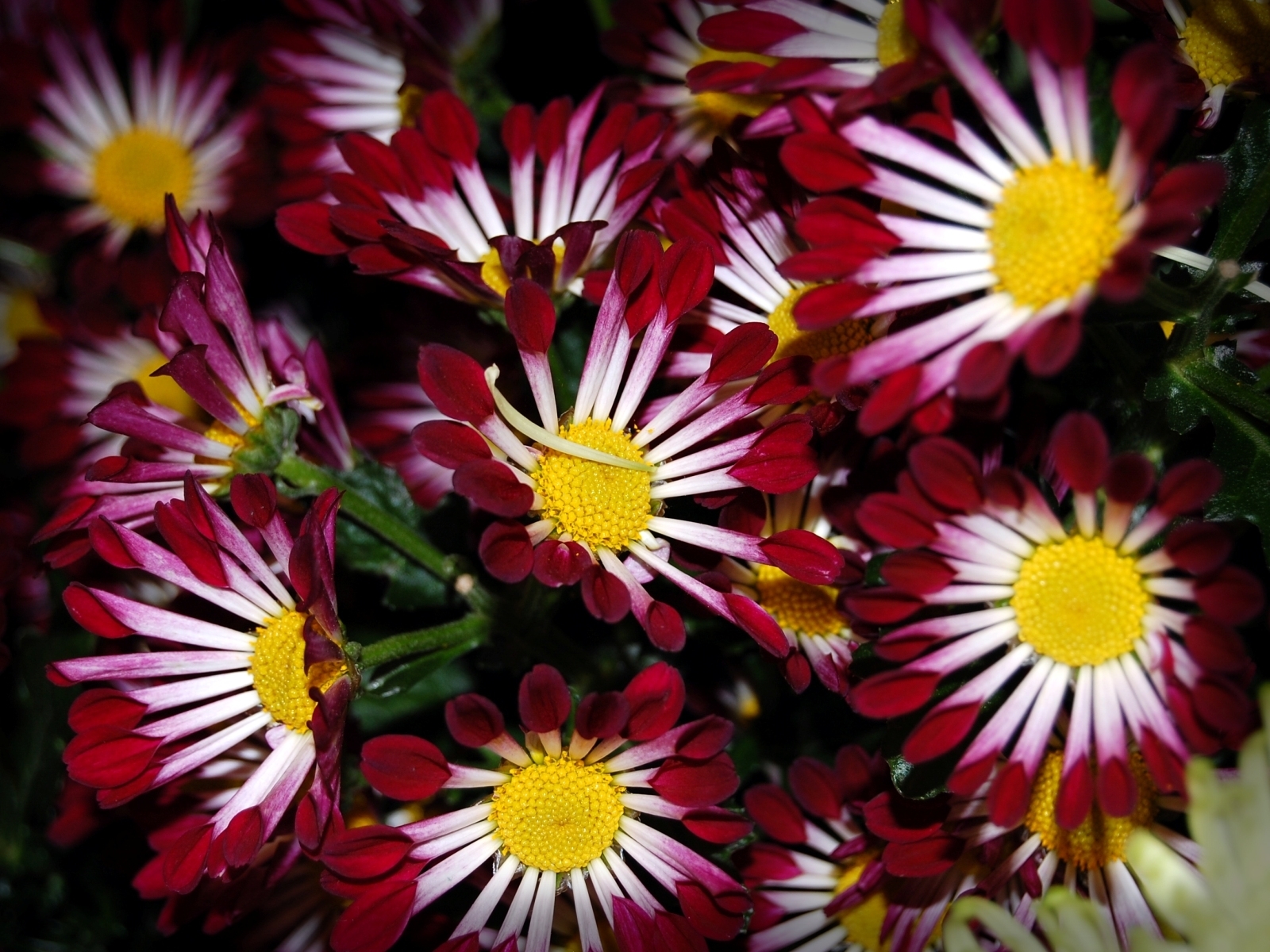 Descarga gratis la imagen Plantas, Flores, Fondo en el escritorio de tu PC