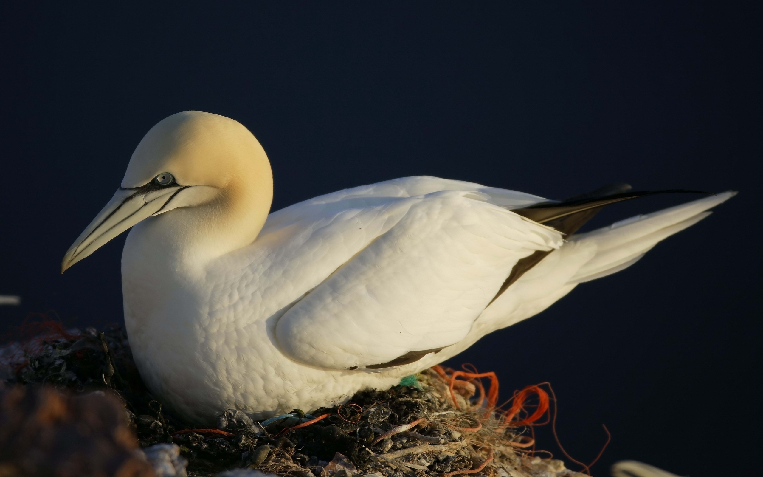 Téléchargez des papiers peints mobile Oiseau, Des Oiseaux, Animaux gratuitement.