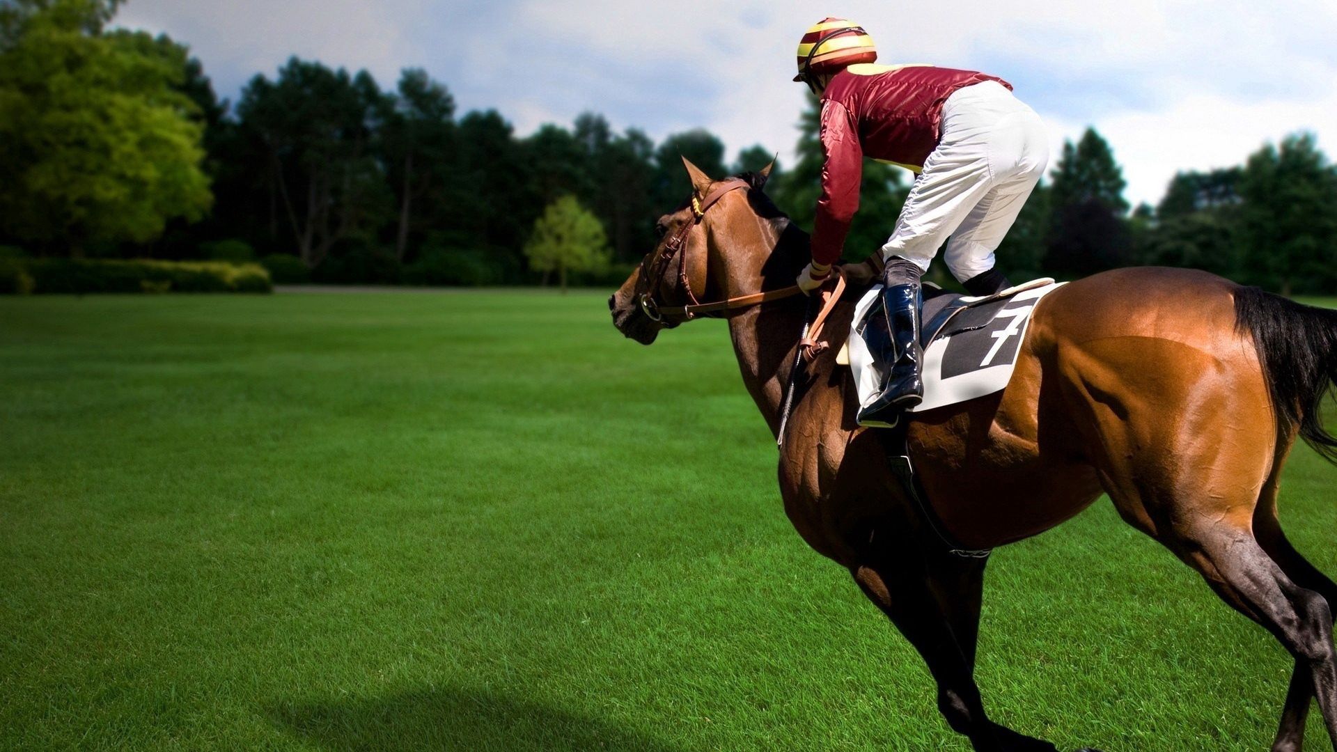 sports, horse, rider, horseman, equestrian, mounted