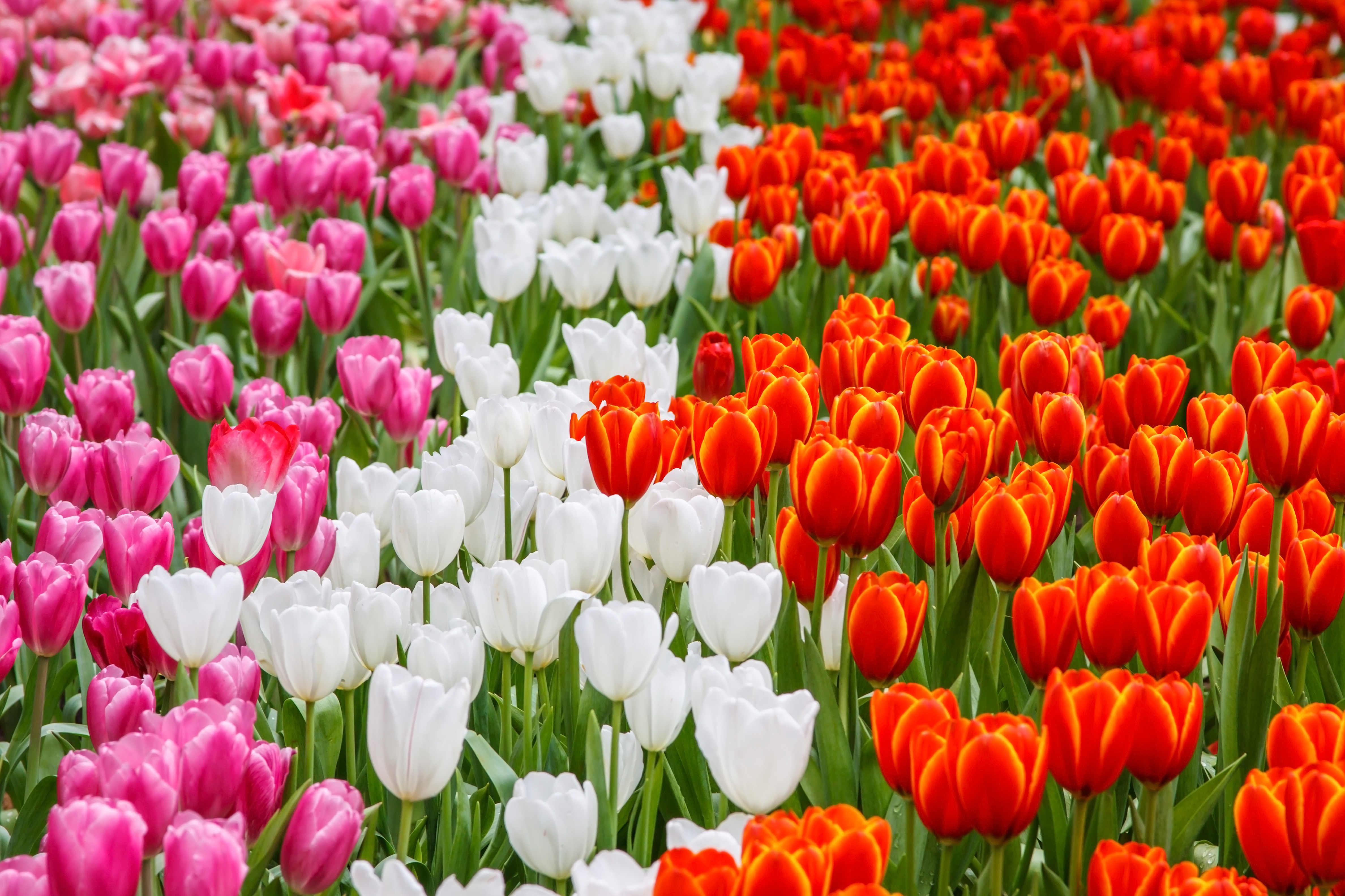無料モバイル壁紙自然, フラワーズ, チューリップ, 夏, 花, 地球, 白い花, 赤い花, ピンクの花をダウンロードします。