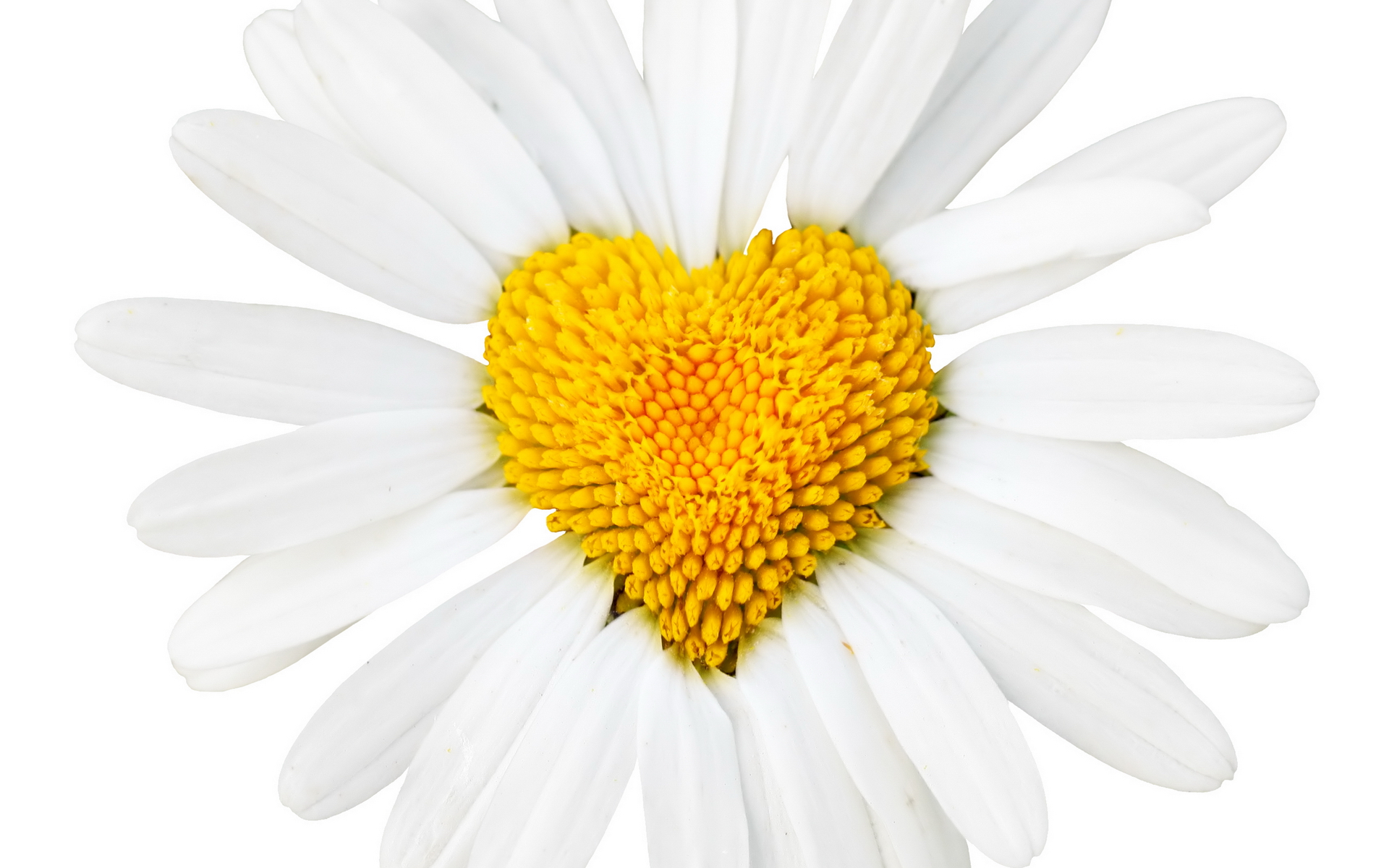 Free download wallpaper Valentine's Day, Love, Heart, Artistic, Daisy on your PC desktop