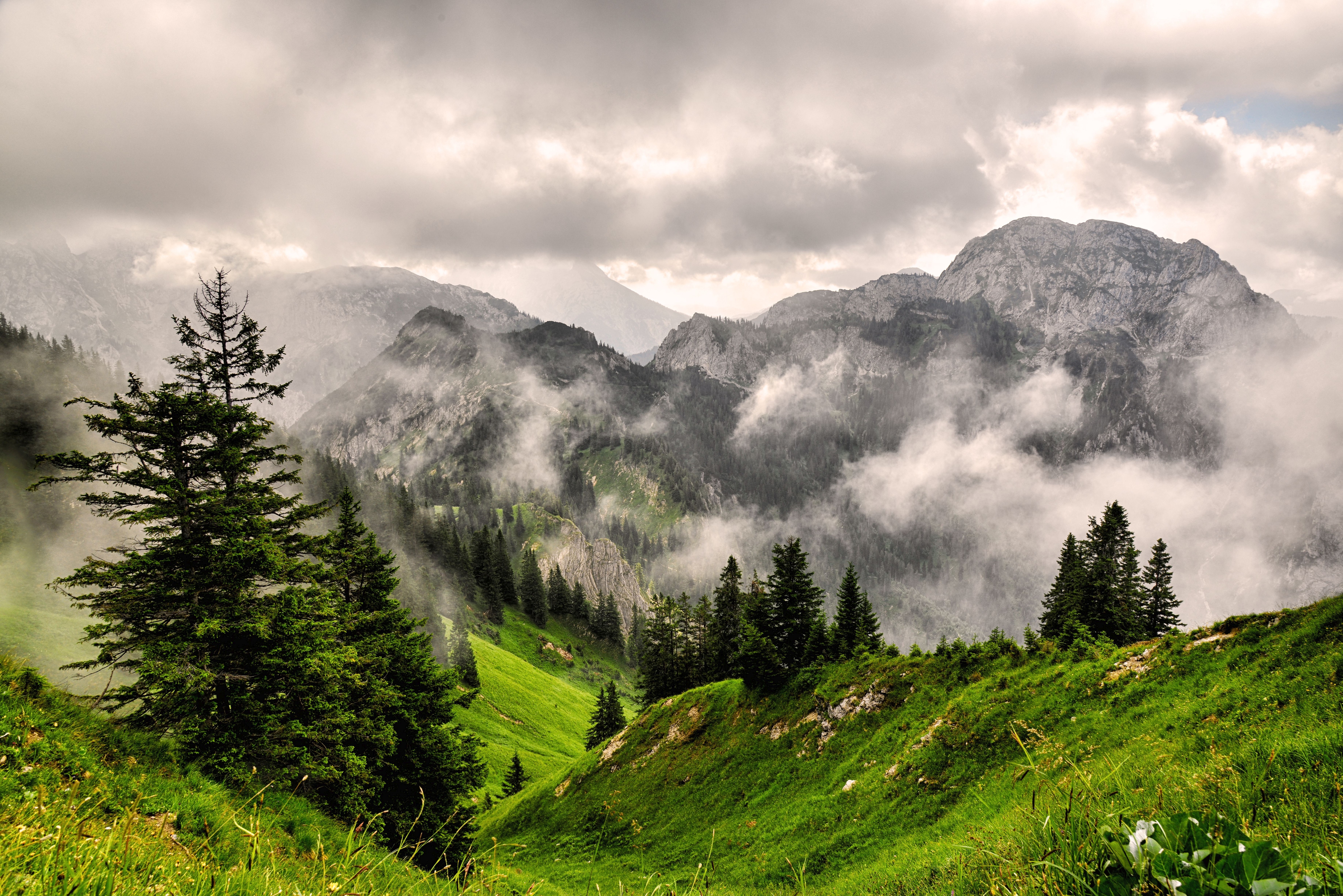 148396 Bild herunterladen natur, grass, mountains, wald, nebel, oberteile, scheitelpunkt - Hintergrundbilder und Bildschirmschoner kostenlos