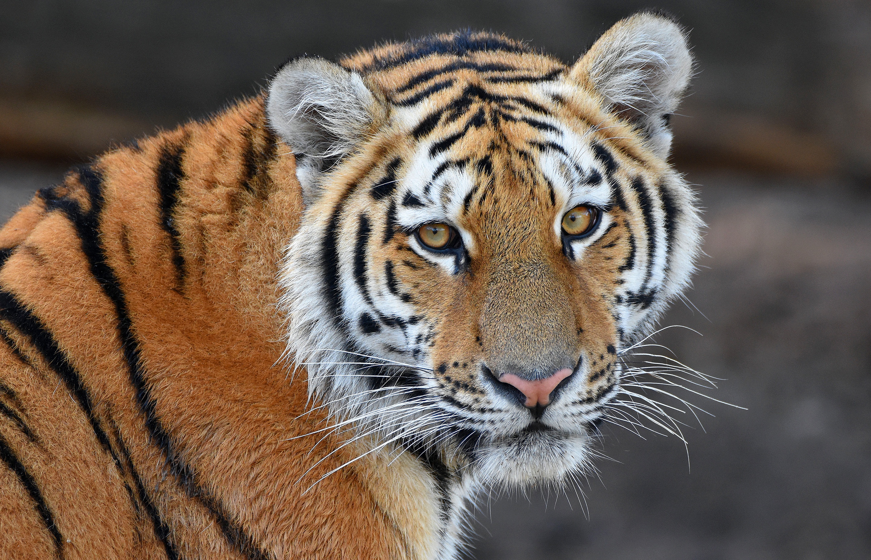 Baixe gratuitamente a imagem Animais, Gatos, Tigre na área de trabalho do seu PC