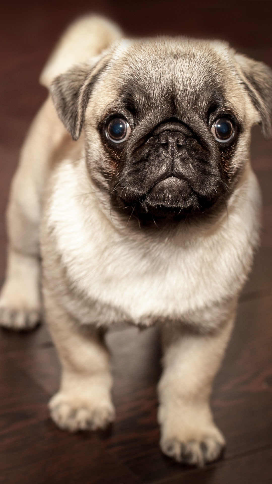 Download mobile wallpaper Dogs, Dog, Muzzle, Animal, Puppy, Pug, Baby Animal for free.