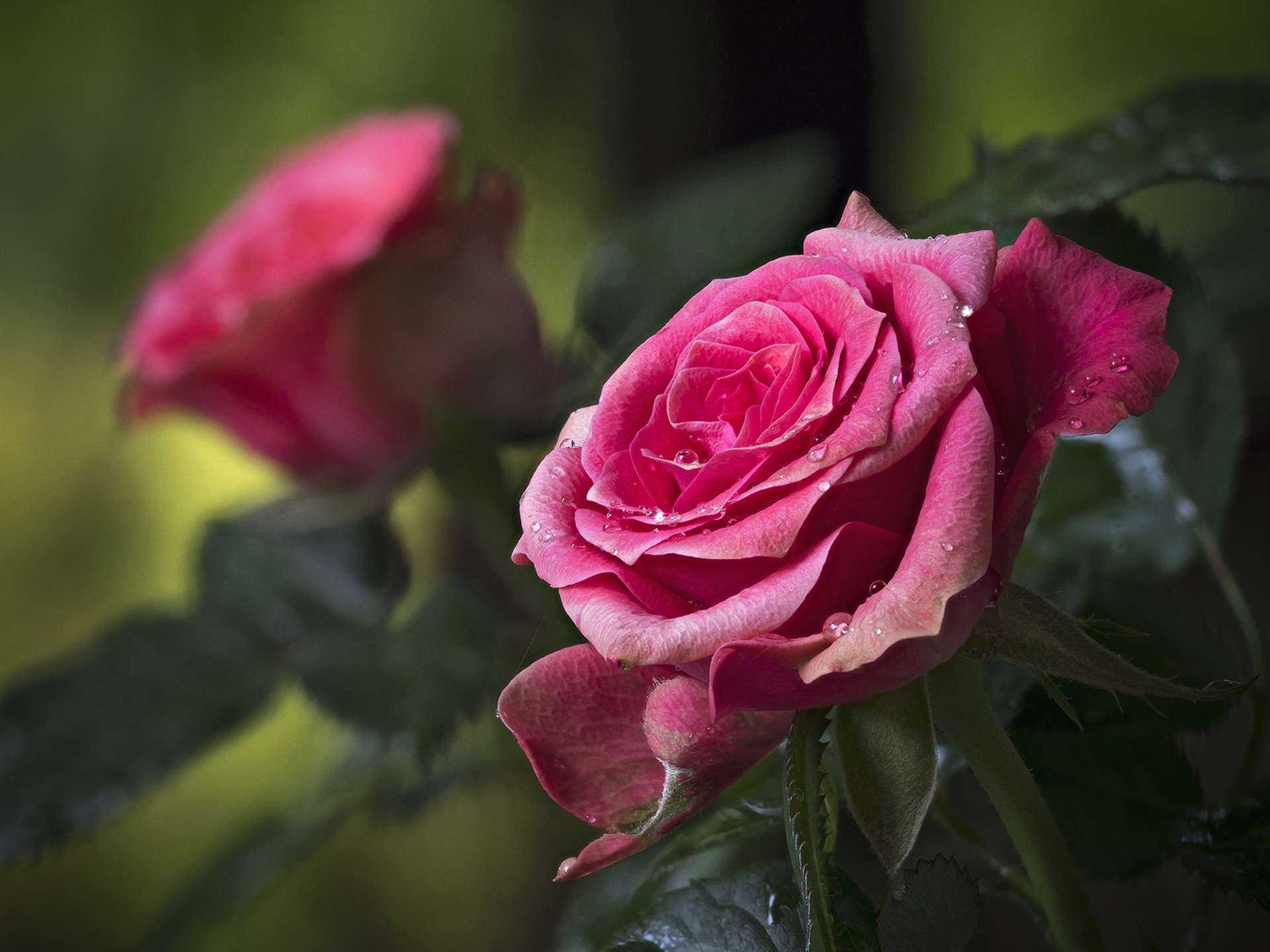 Free download wallpaper Nature, Flowers, Flower, Rose, Close Up, Earth, Pink Flower on your PC desktop