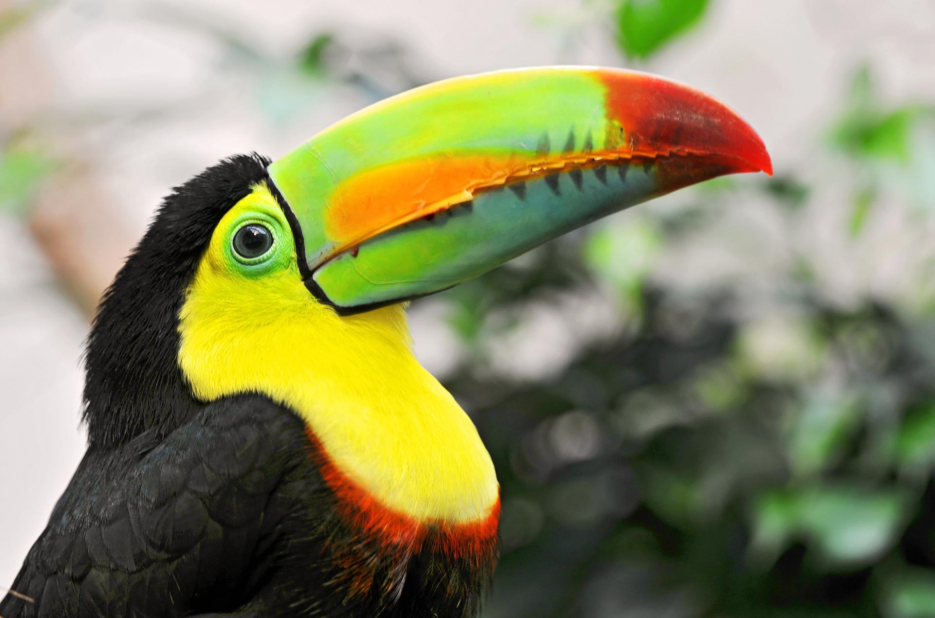 Free download wallpaper Motley, Tropical Bird, Animals, Multicolored, Beak, Toucan on your PC desktop