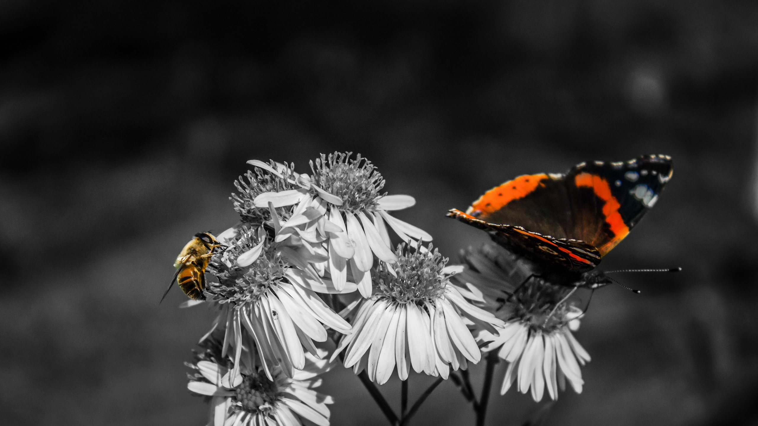 Скачать обои бесплатно Природа, Цветок, Насекомое, Пчела, Бабочка, Листва, Фотографии картинка на рабочий стол ПК