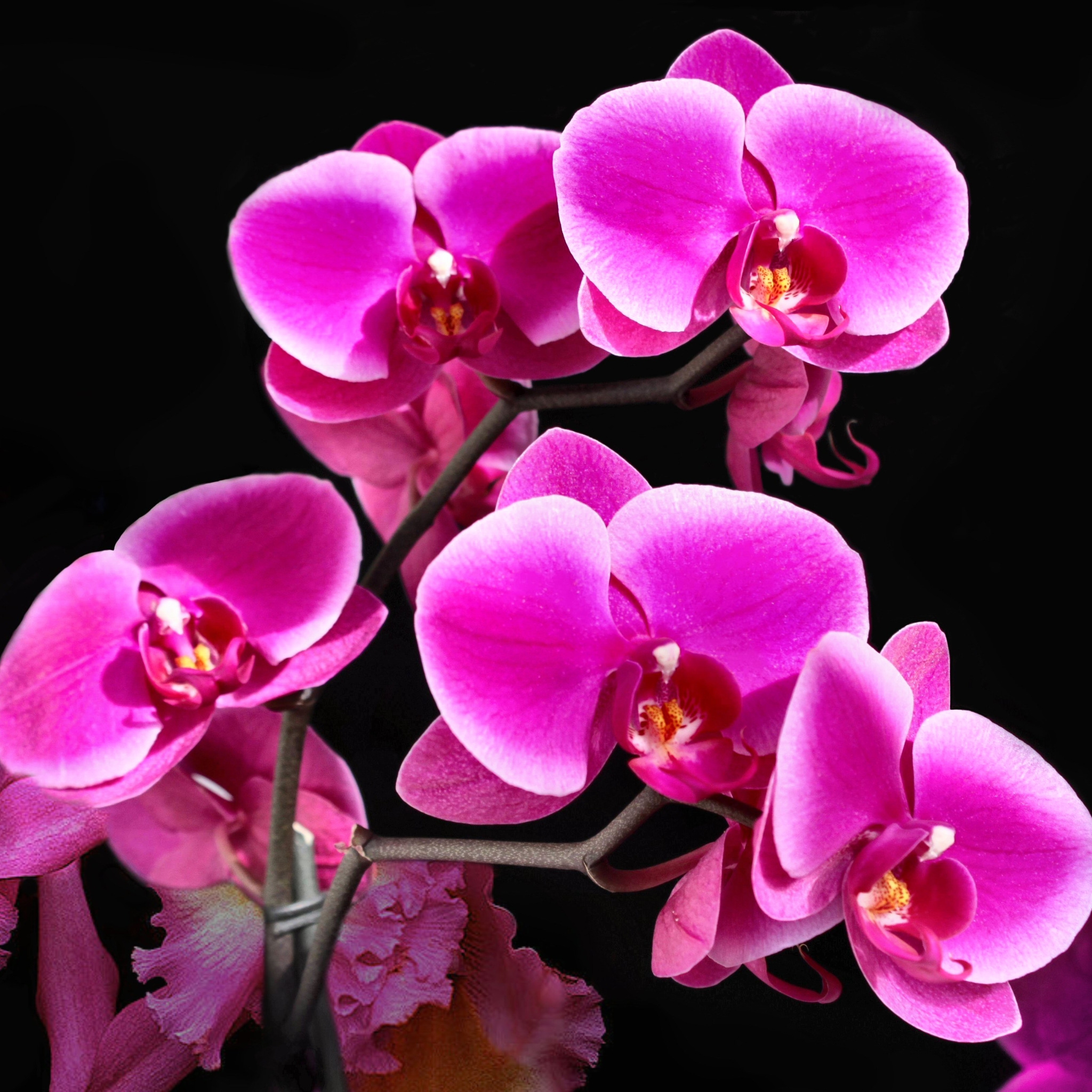 Download mobile wallpaper Flowers, Flower, Earth, Orchid for free.