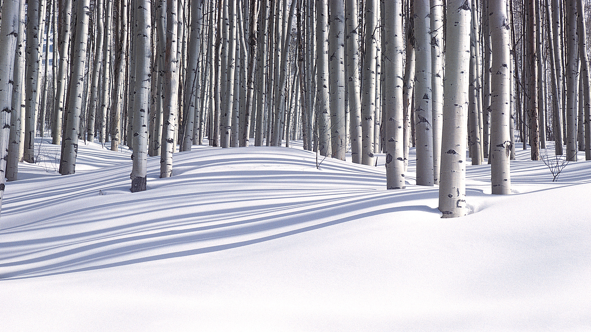 Download mobile wallpaper Landscape, Winter, Forest, Tree, Earth, Season, Scenic for free.