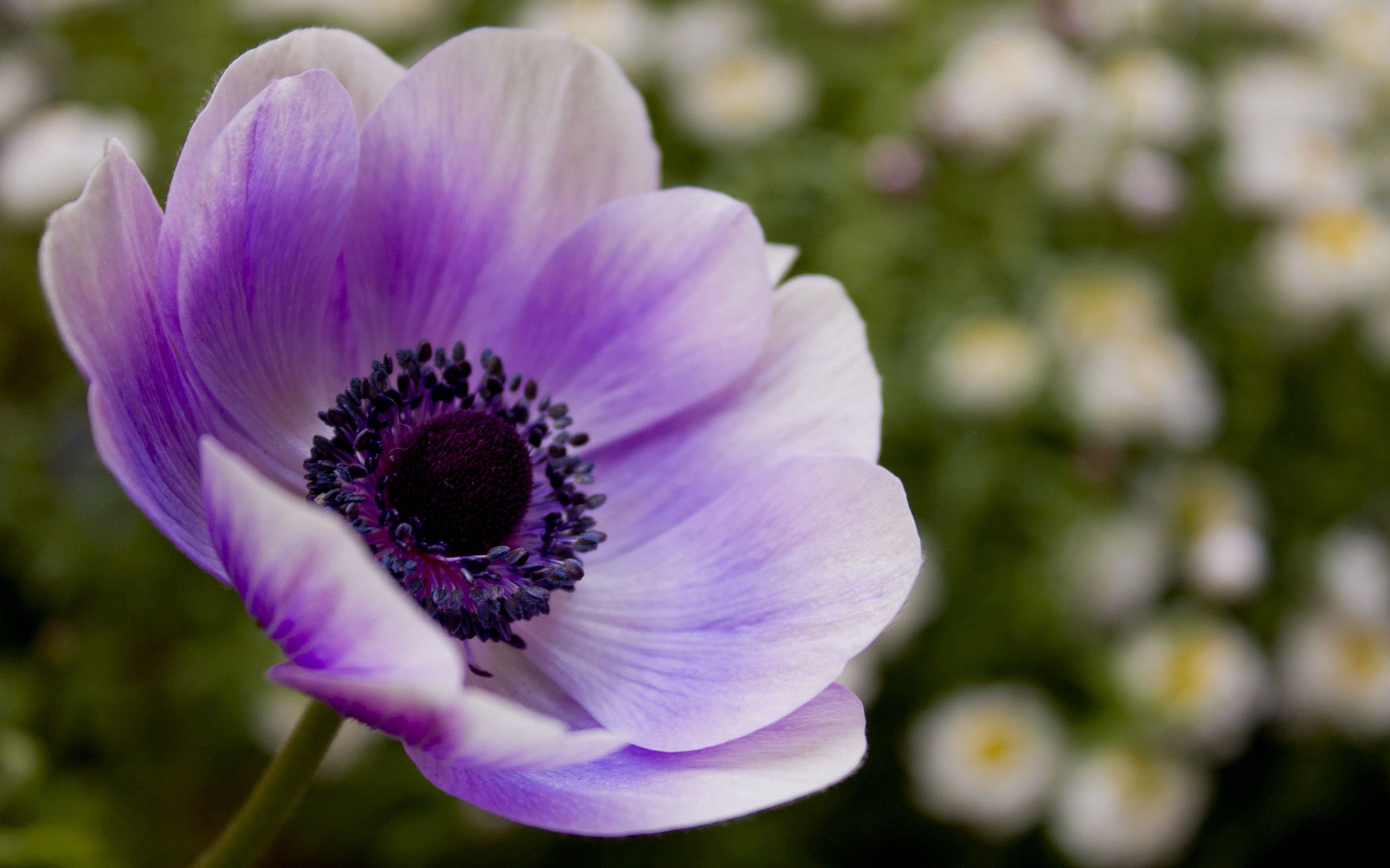 Free download wallpaper Lilac, Macro, Petals, Flower on your PC desktop