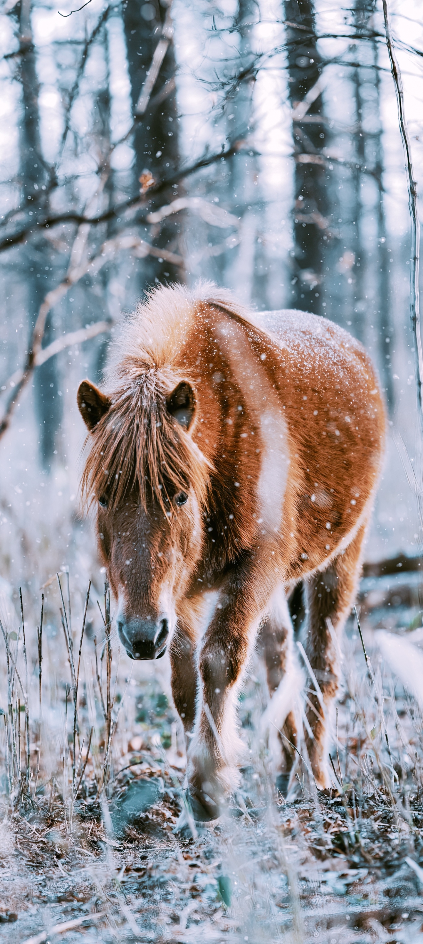 Handy-Wallpaper Tiere, Hauspferd kostenlos herunterladen.