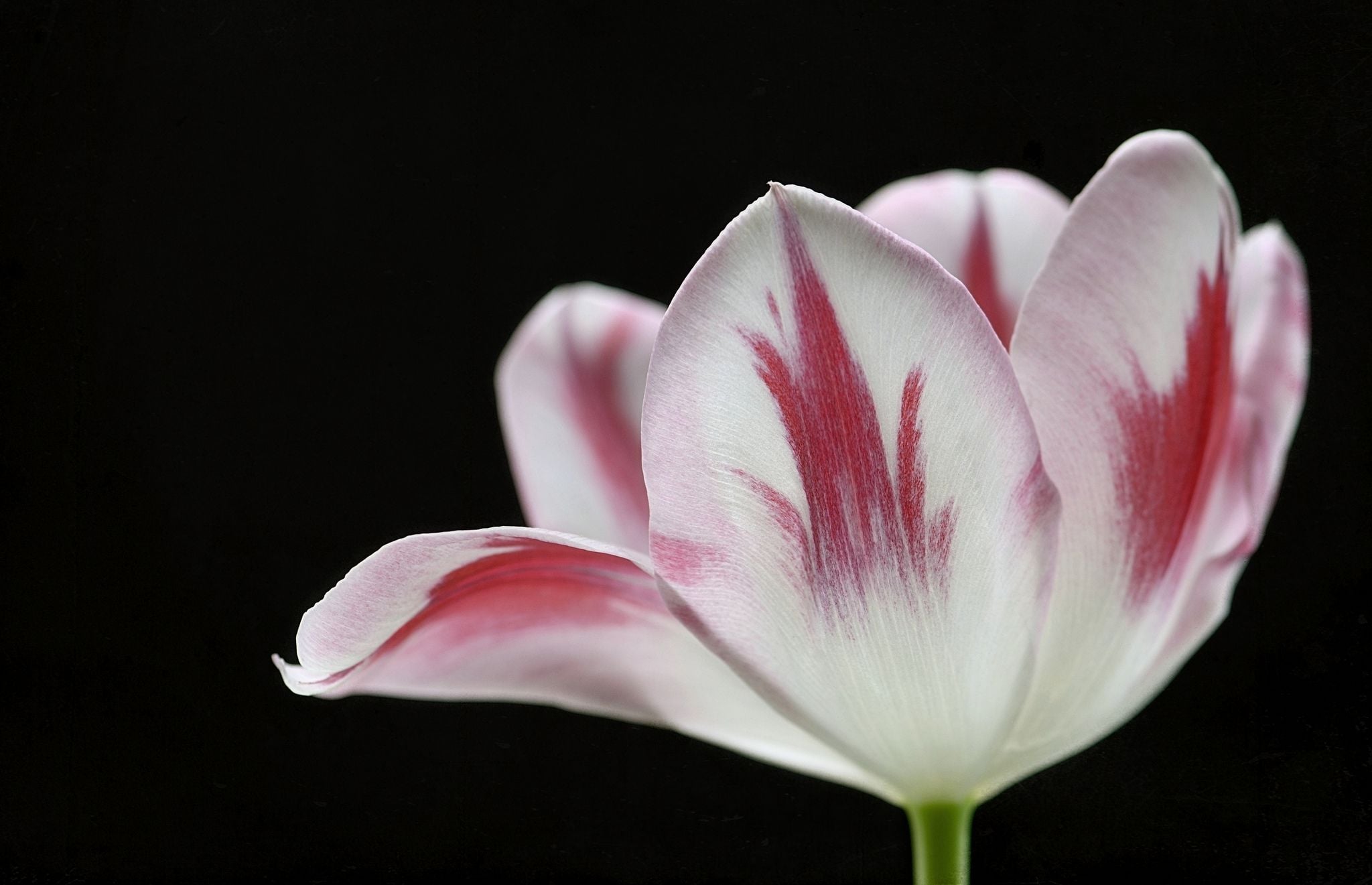 Free download wallpaper Tulip, Pink Flower, Flowers, Flower, Earth on your PC desktop