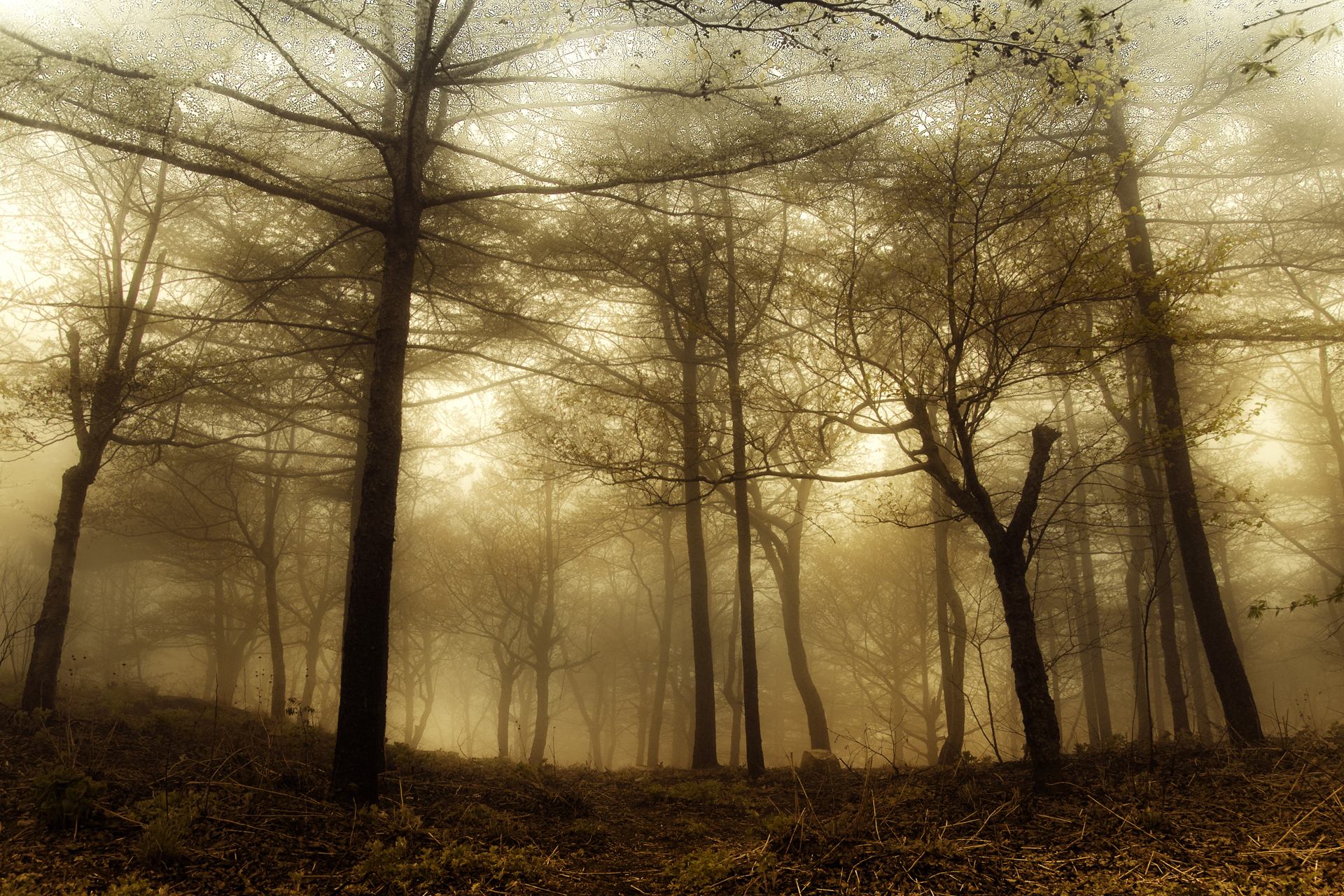 Download mobile wallpaper Fog, Forest, Tree, Earth for free.