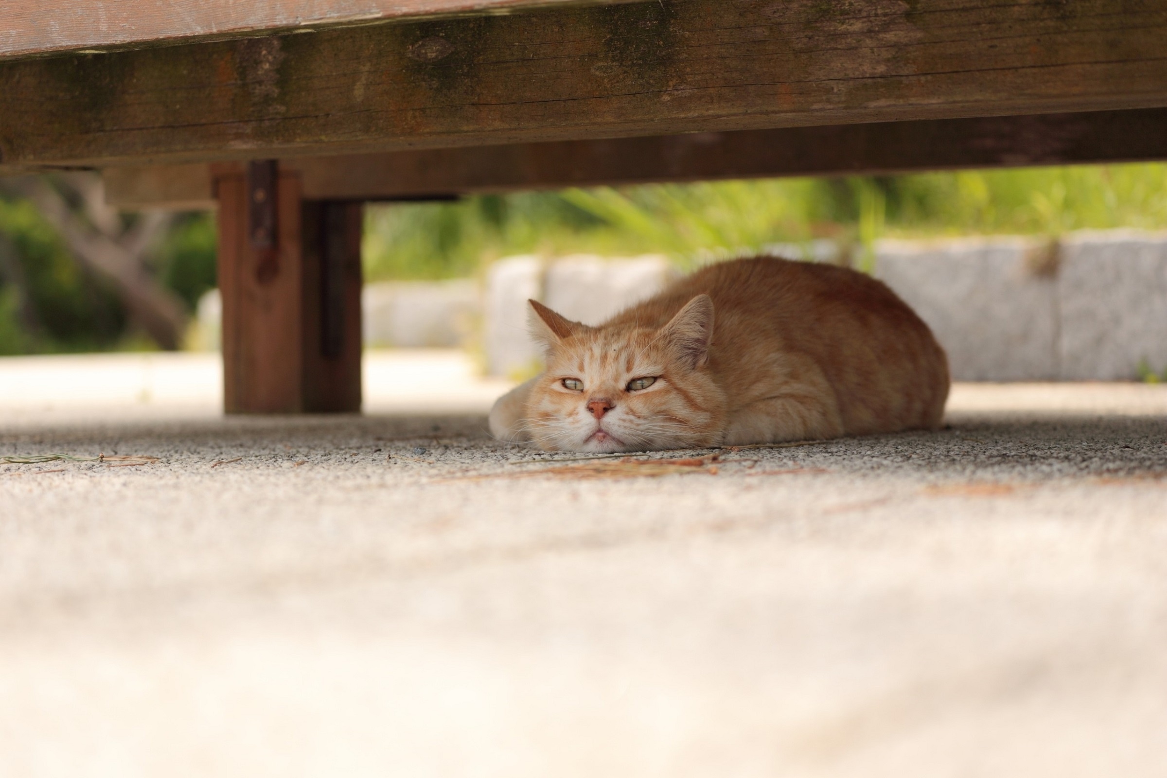 Baixar papel de parede para celular de Gato, Gatos, Animais gratuito.