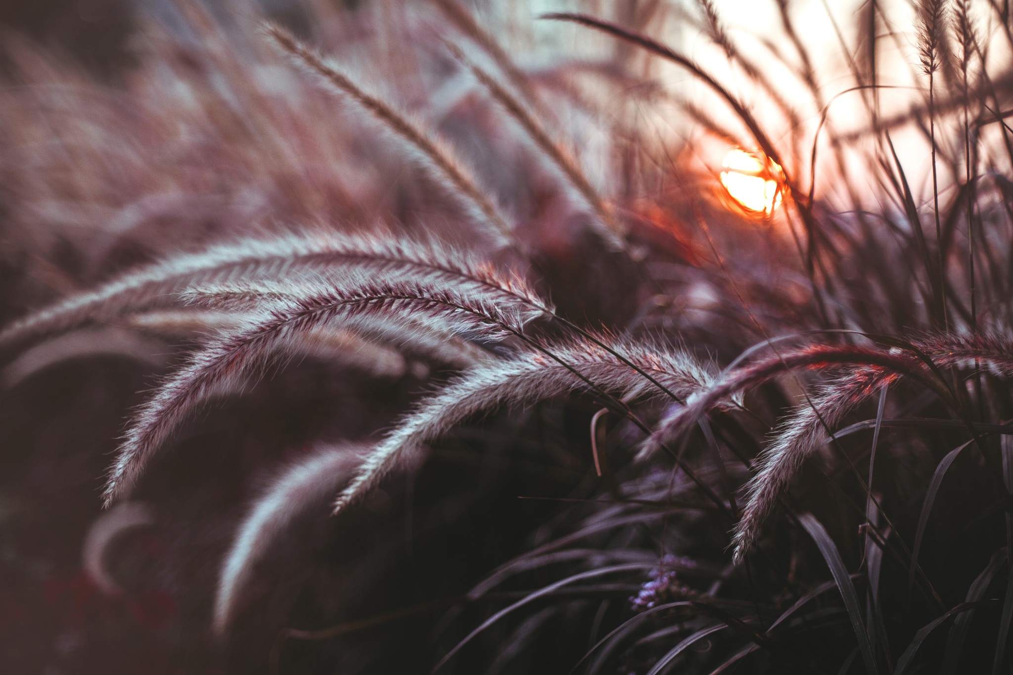 Laden Sie das Natur, Nahansicht, Erde/natur, Planze-Bild kostenlos auf Ihren PC-Desktop herunter