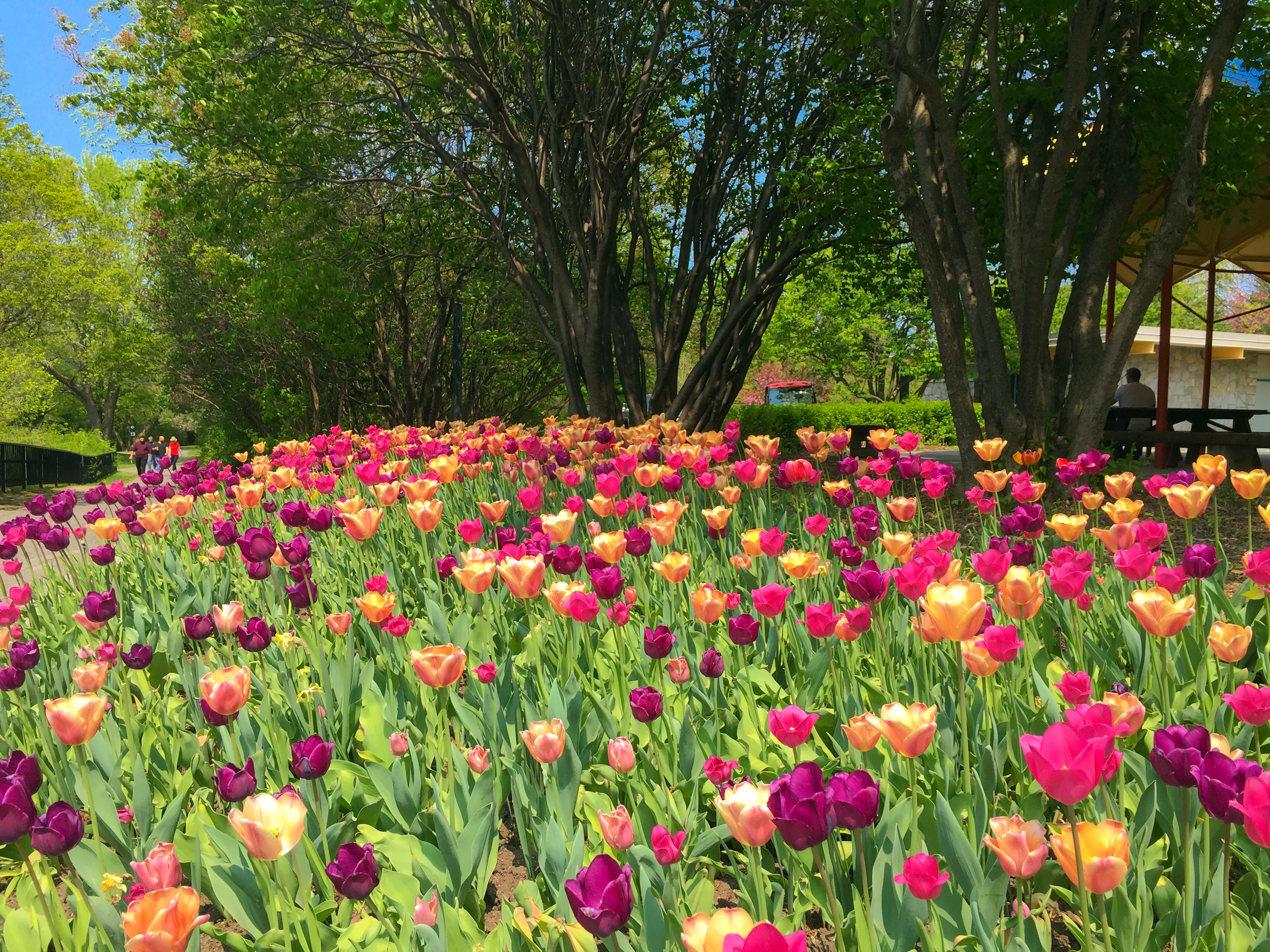 Скачать обои бесплатно Цветок, Парк, Дерево, Земля, Весна, Тюльпан, Фотографии, Фиолетовый Цветок, Оранжевый Цветок картинка на рабочий стол ПК