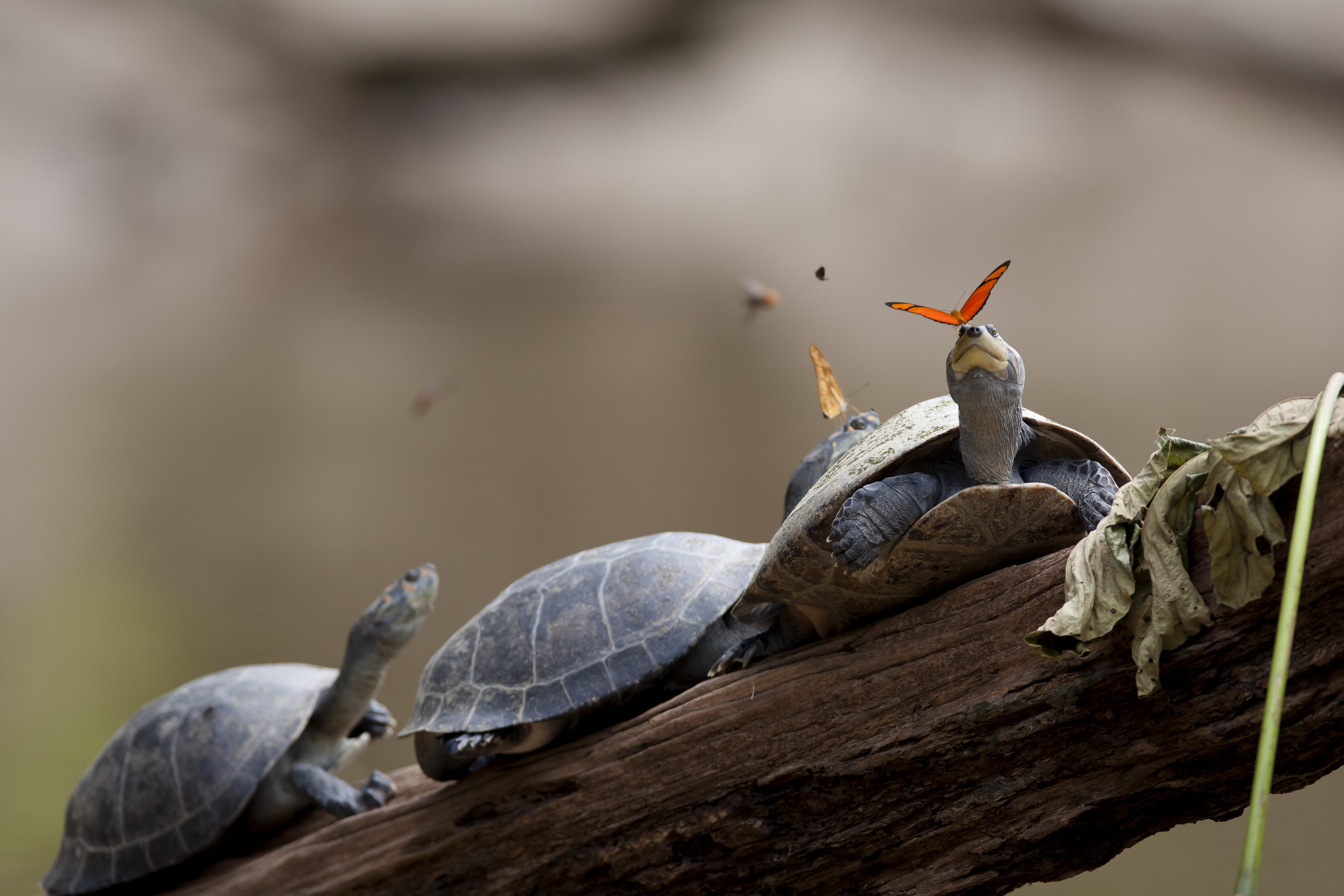 Free download wallpaper Turtles, Butterfly, Animal, Turtle on your PC desktop