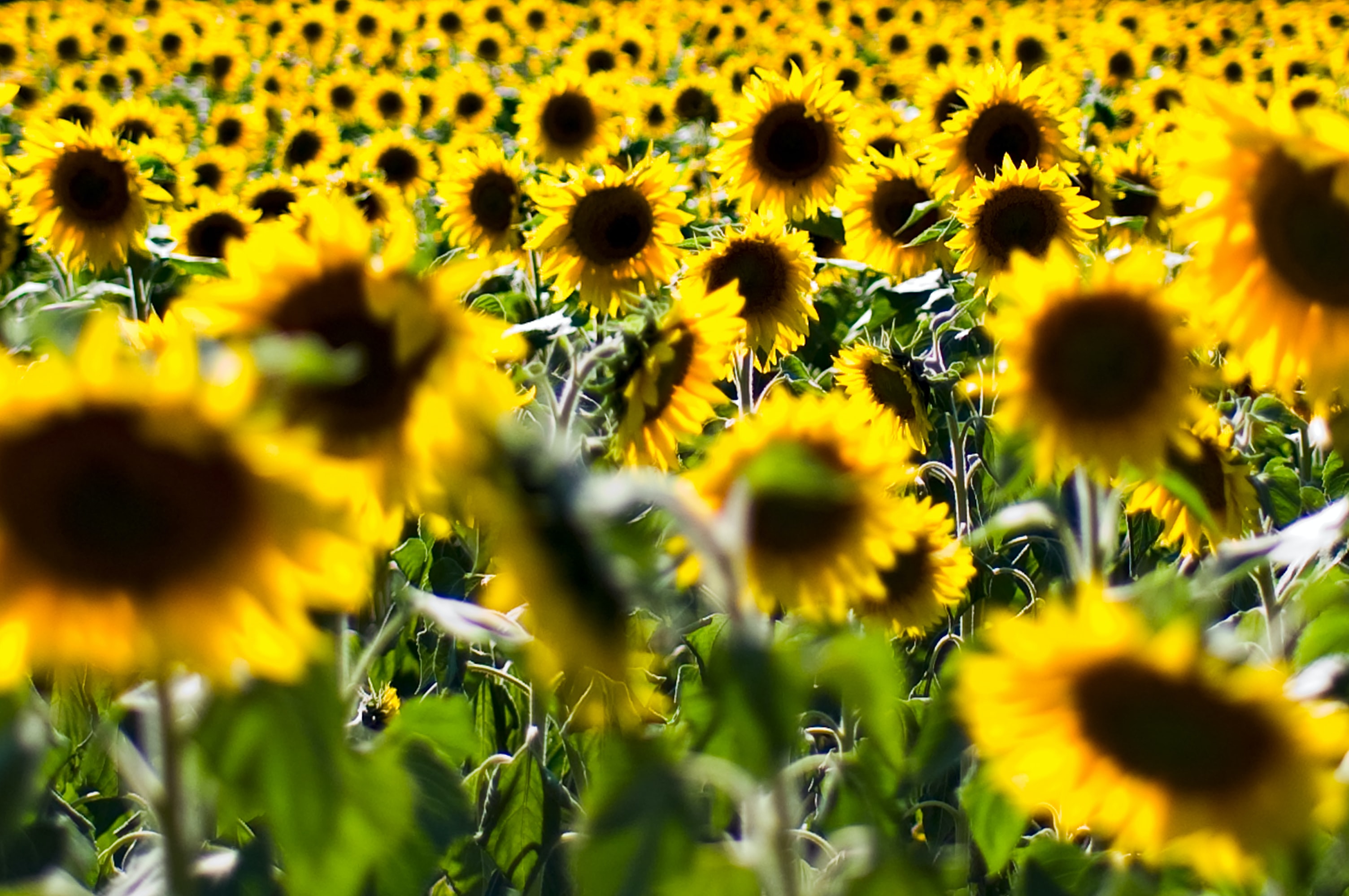 Free download wallpaper Flowers, Plant, Field, Sunflowers on your PC desktop