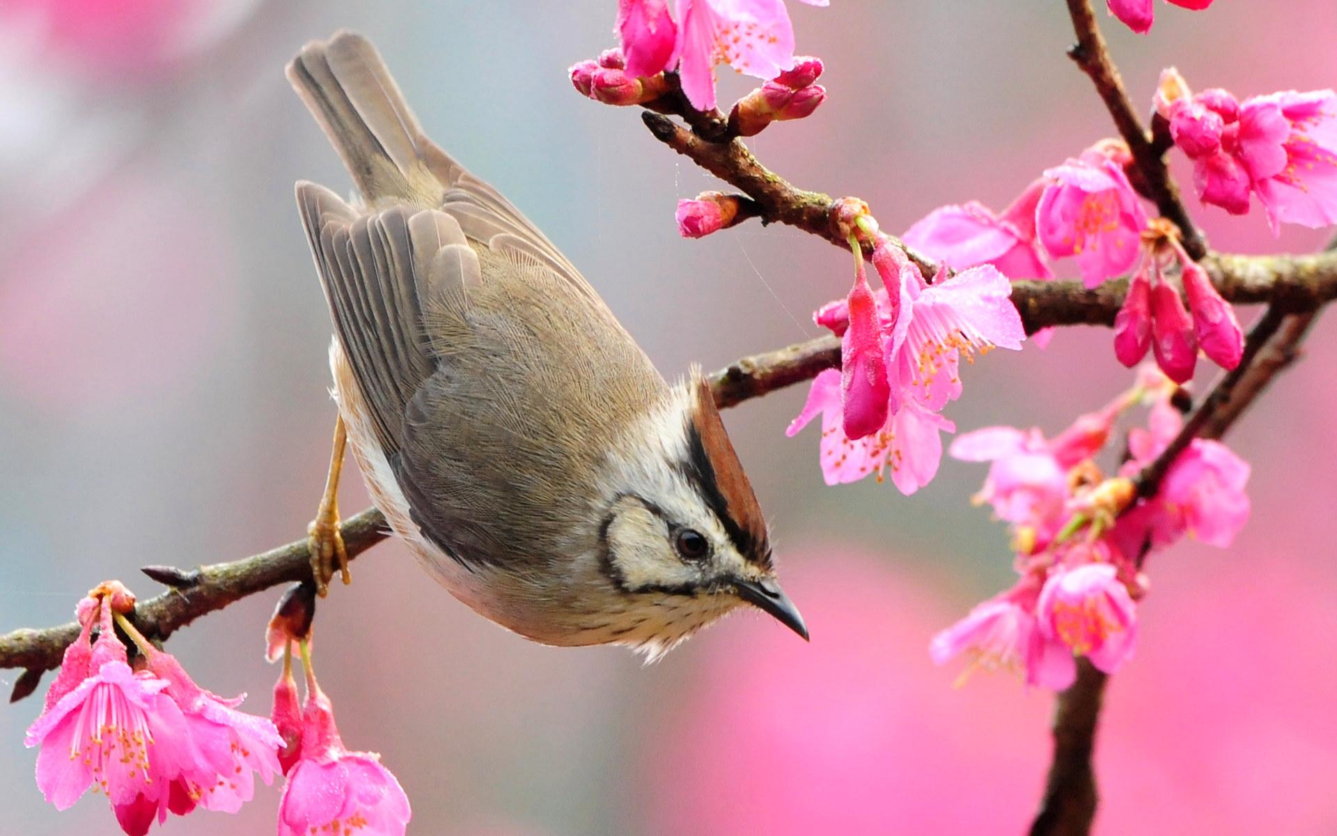 Free download wallpaper Bird, Birds, Animal on your PC desktop