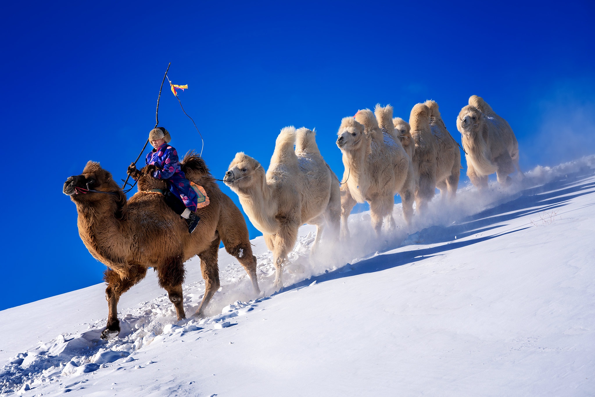 photography, caravan, camel, snow