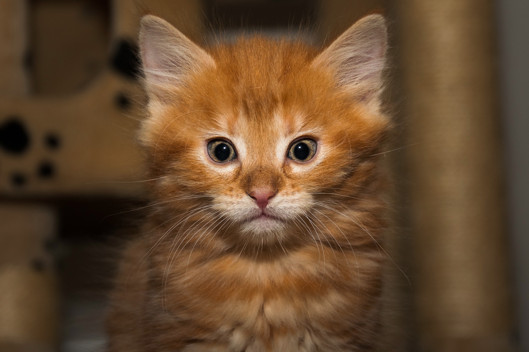 Descarga gratis la imagen Animales, Gatos, Gato, Gatito, Bebe Animal, Mirar Fijamente en el escritorio de tu PC