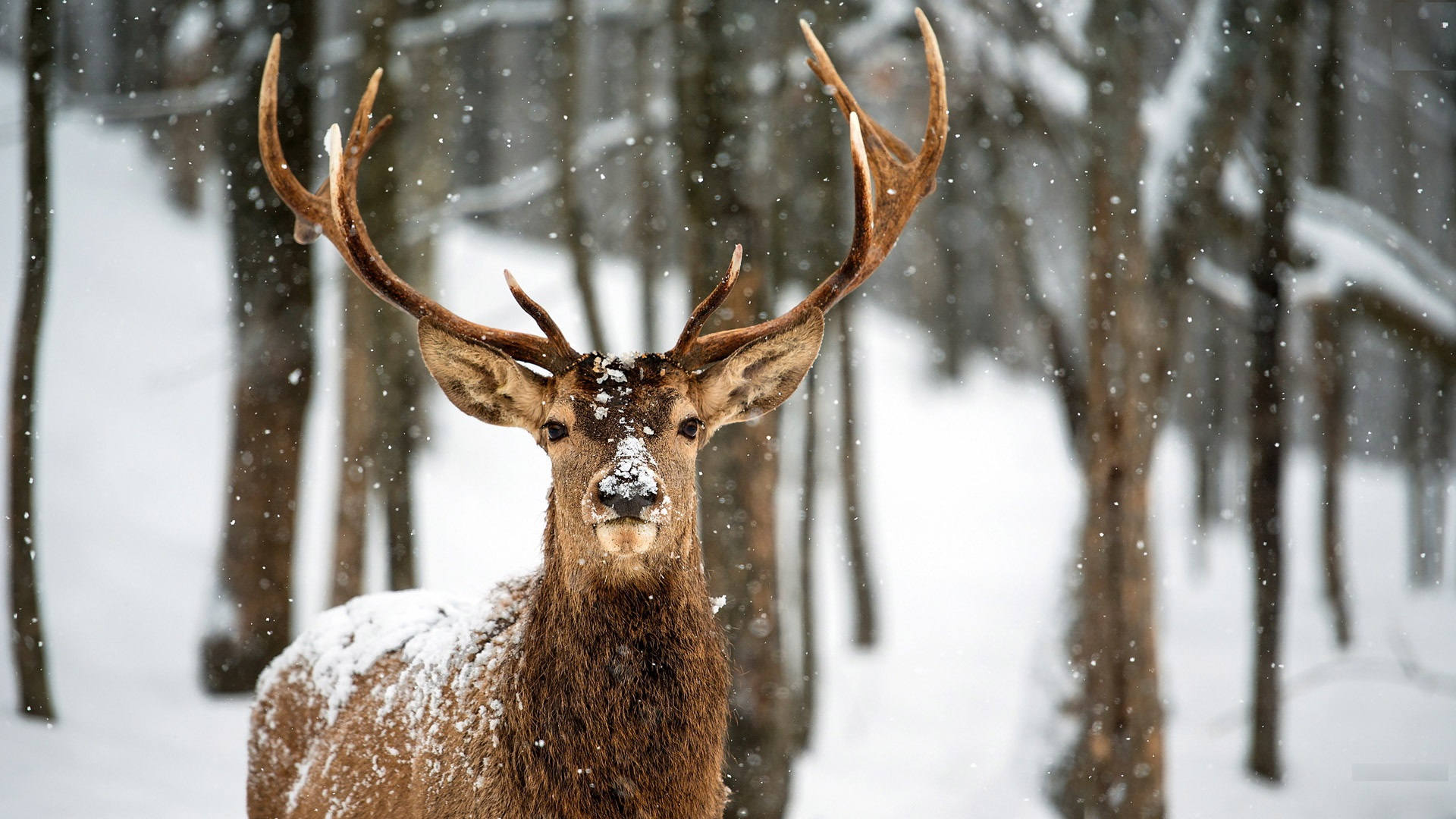 Download mobile wallpaper Animal, Deer for free.