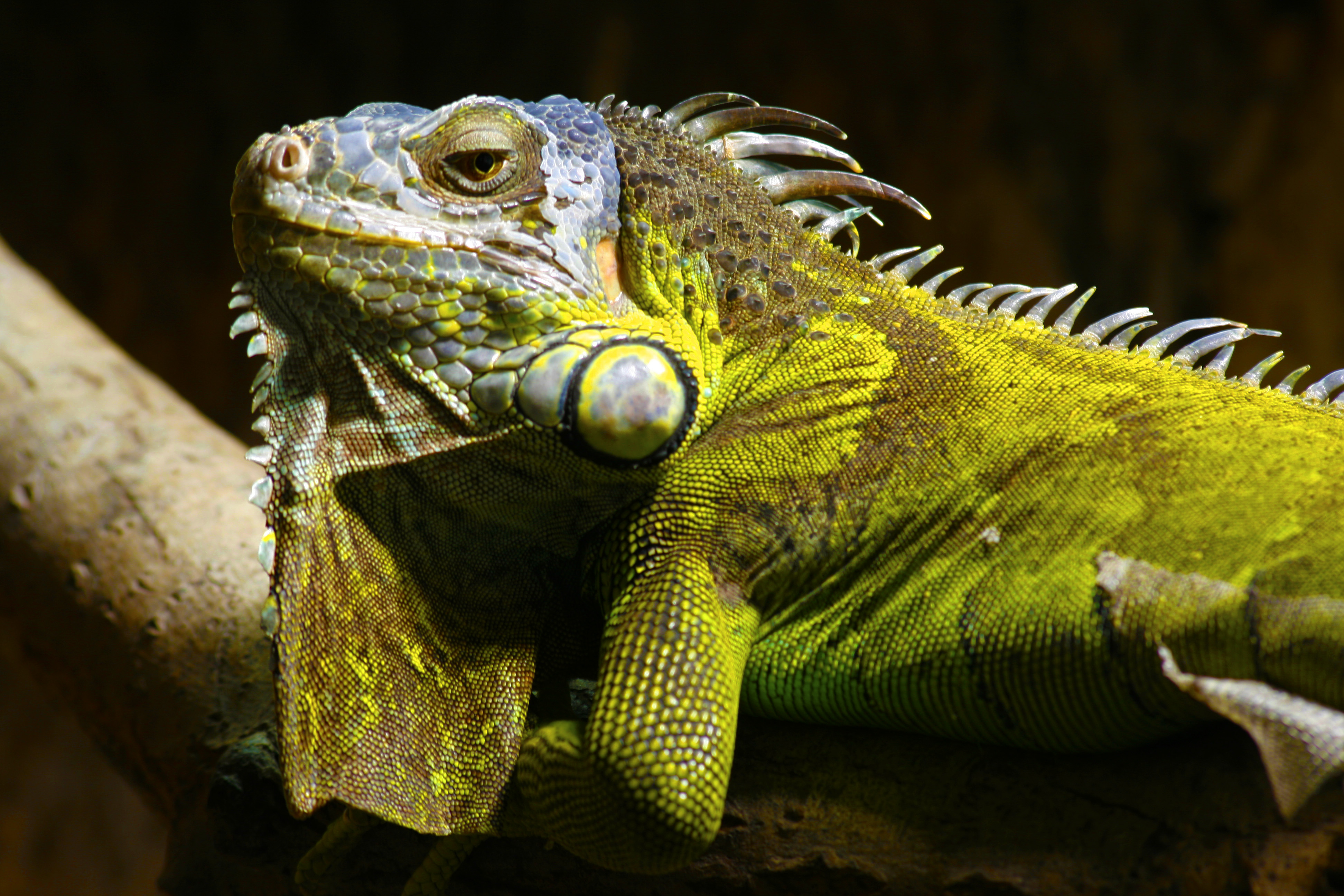 Téléchargez gratuitement l'image Animaux, Reptile, Reptiles, Iguane sur le bureau de votre PC
