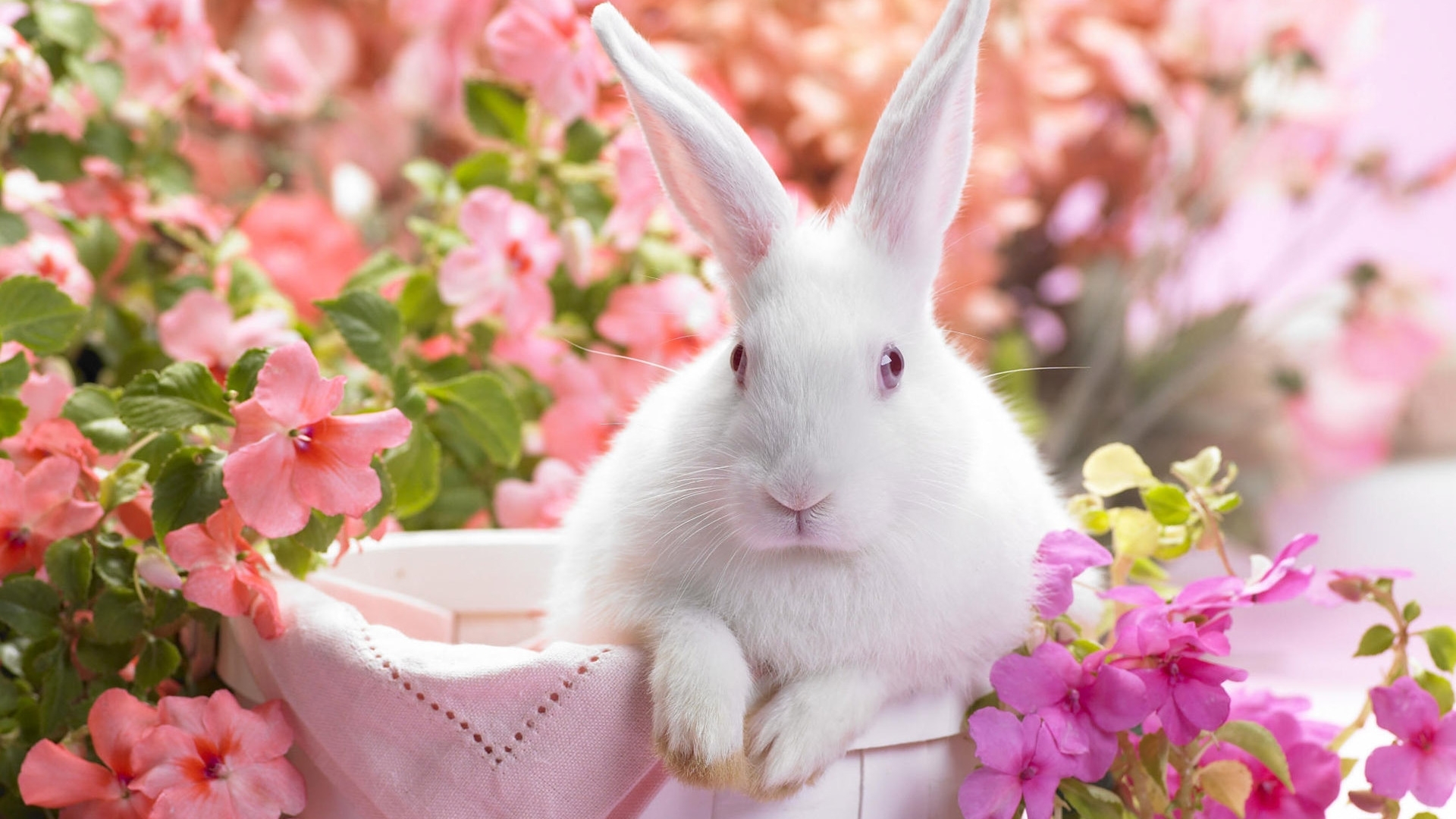 46003 завантажити картинку кролики, тварини - шпалери і заставки безкоштовно