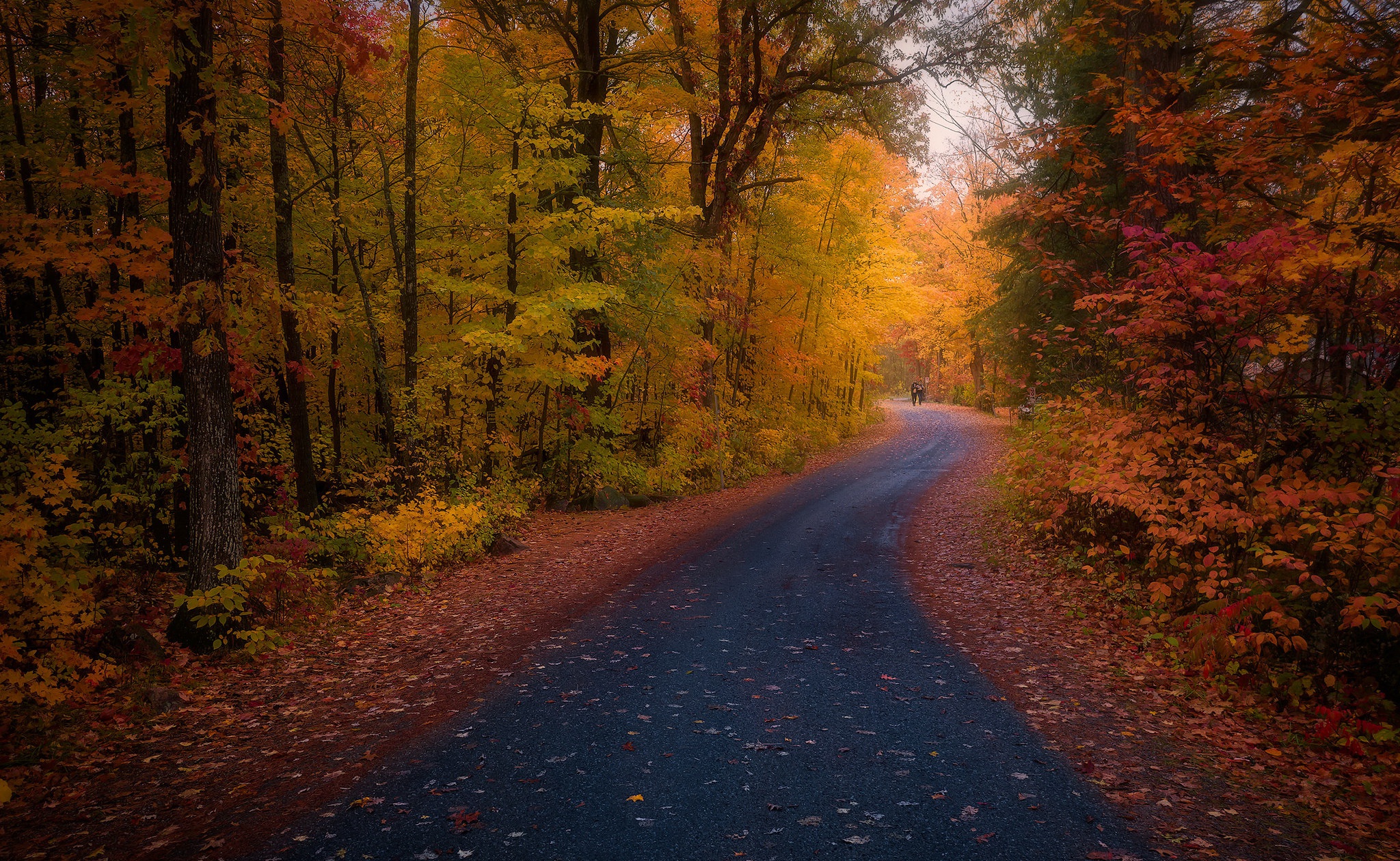 Free download wallpaper Road, Forest, Fall, Man Made on your PC desktop
