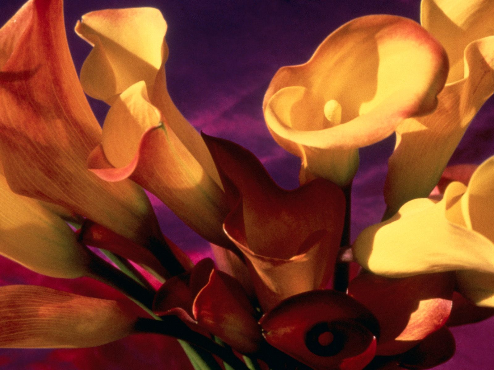 Завантажити шпалери безкоштовно Квітка, Художній, Флауерзи картинка на робочий стіл ПК