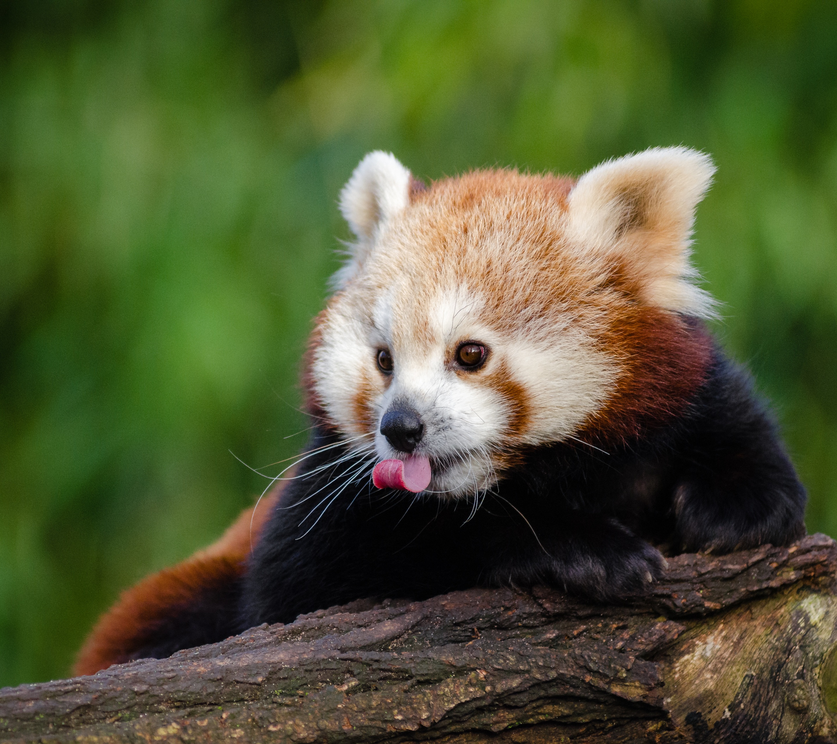 Handy-Wallpaper Tiere, Verwischen, Kleiner Panda kostenlos herunterladen.