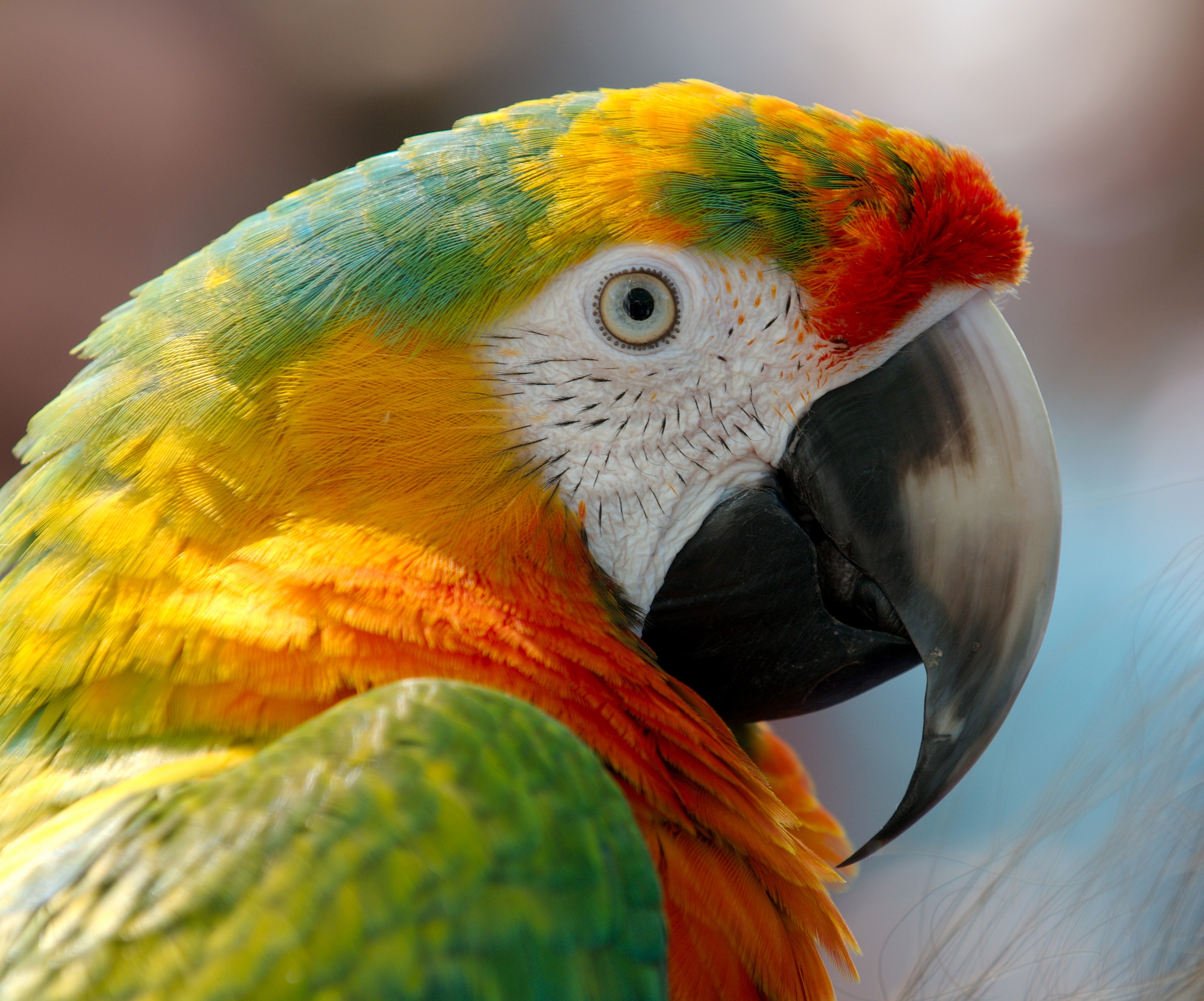 parrots, animals, bird, beak, macaw Smartphone Background