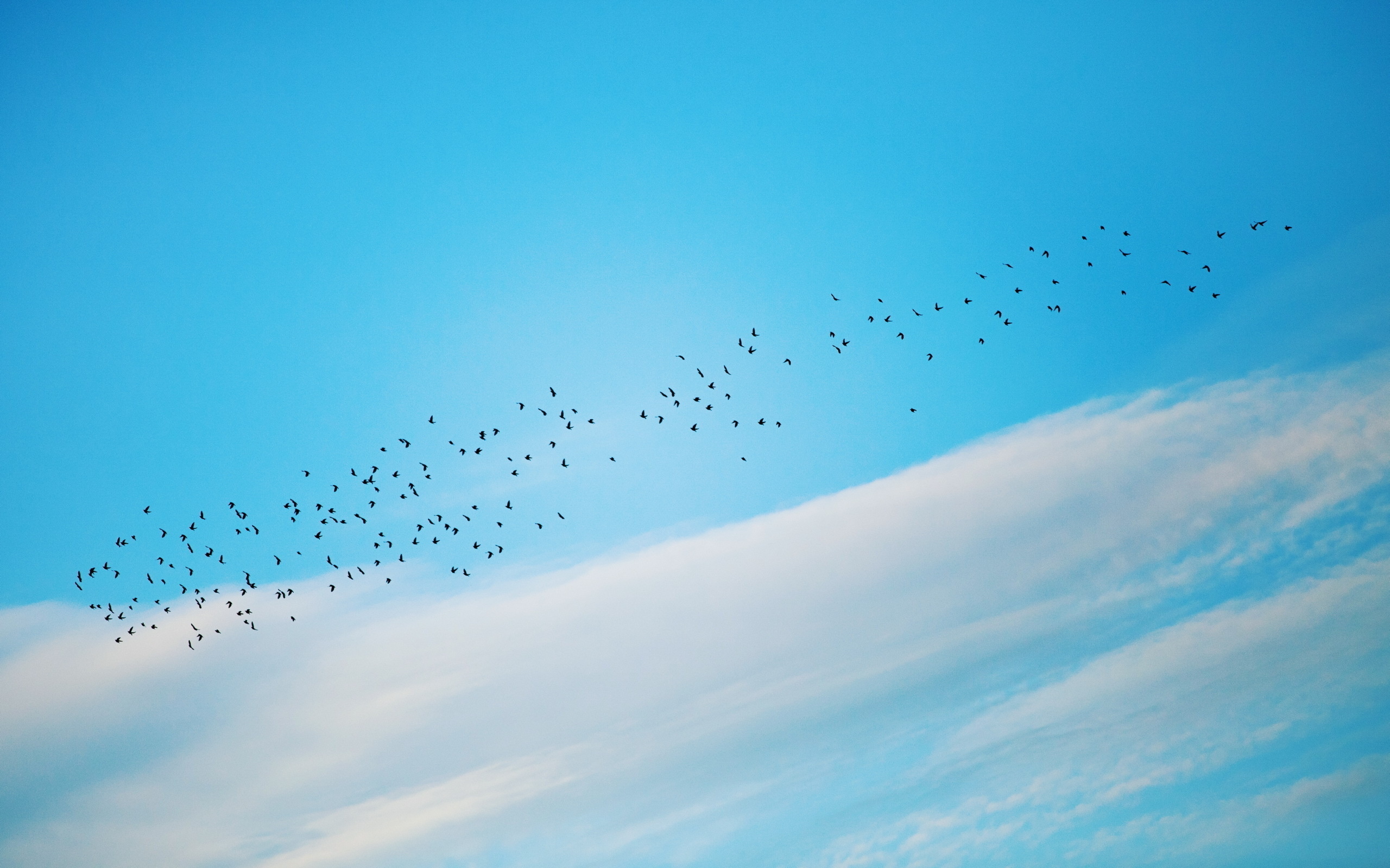 Baixe gratuitamente a imagem Animais, Aves, Pássaro na área de trabalho do seu PC