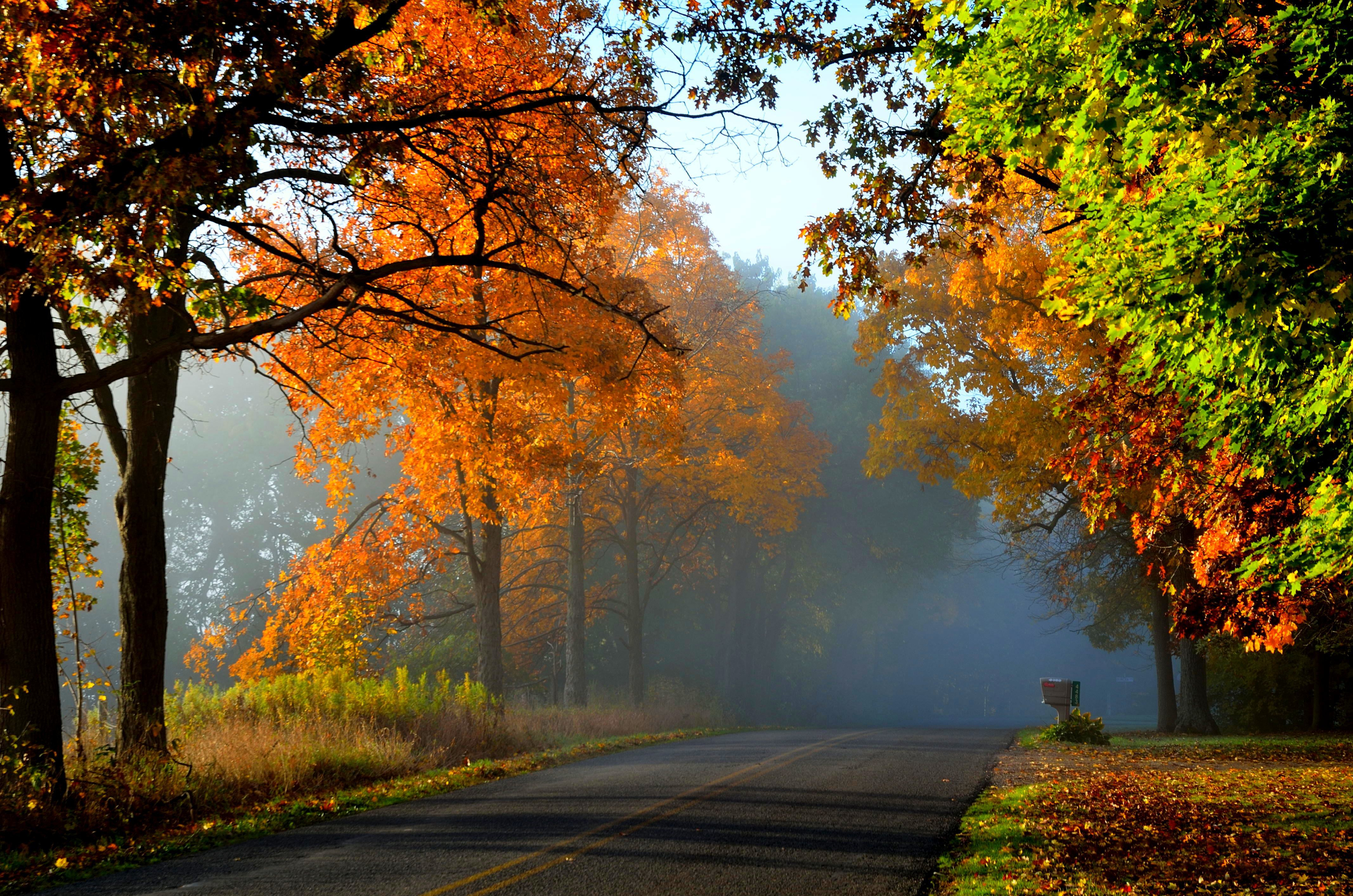 Free download wallpaper Road, Tree, Fog, Fall, Man Made on your PC desktop