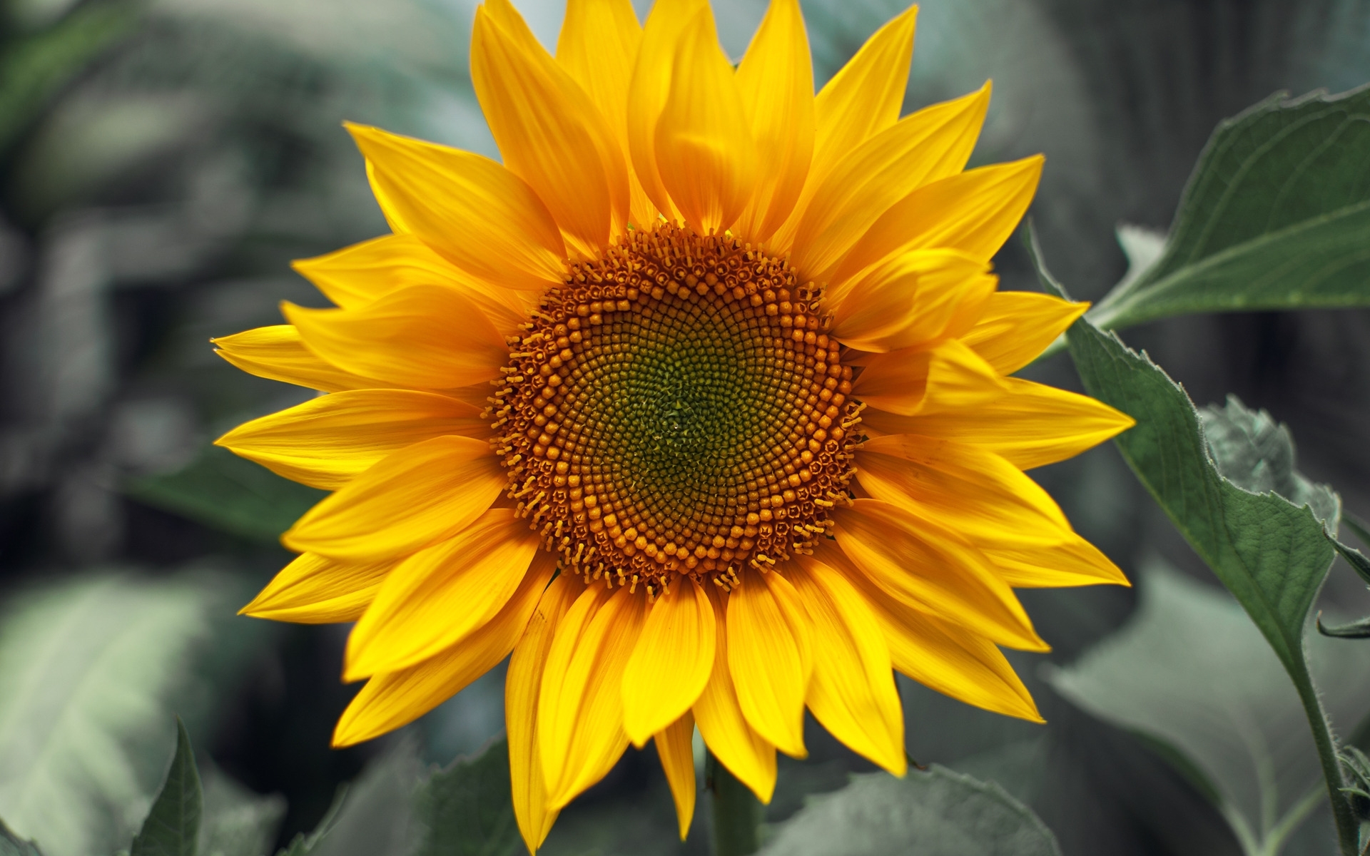 24369 Hintergrundbild herunterladen sonnenblumen, pflanzen, blumen - Bildschirmschoner und Bilder kostenlos