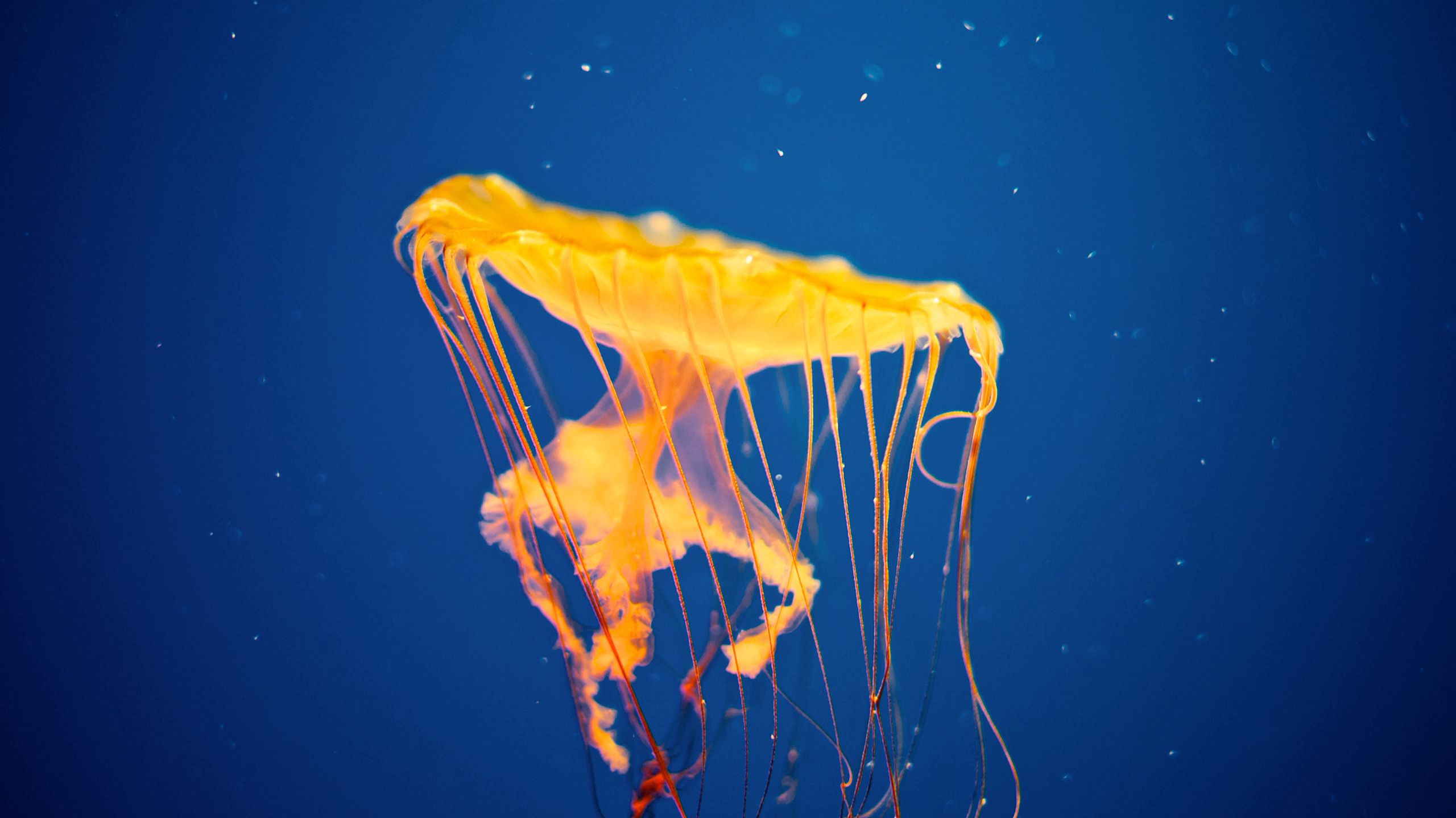 Free download wallpaper Swim, Animals, Jellyfish, To Swim, Underwater World on your PC desktop